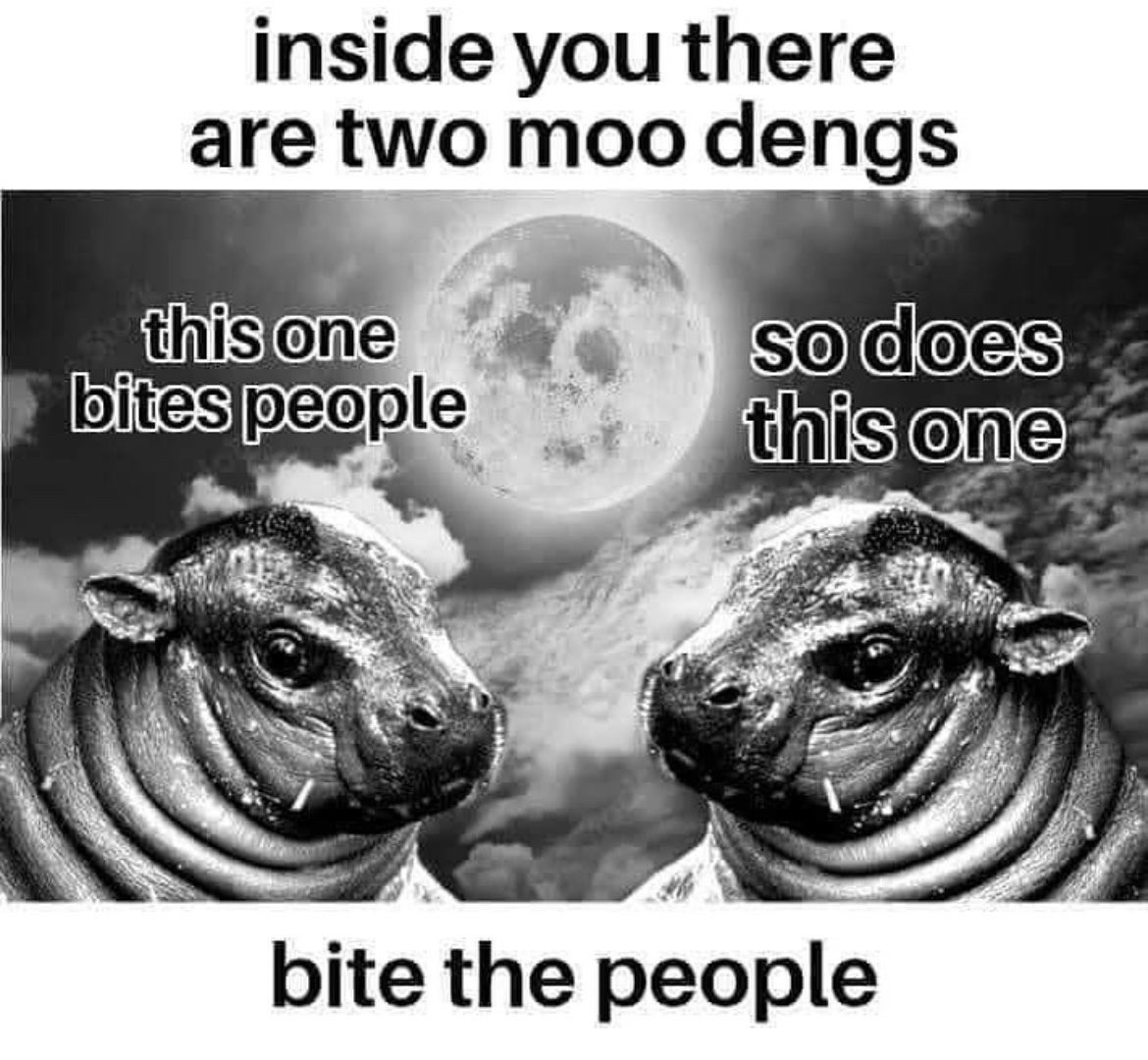 A meme showing two Pygmy hippos facing each other beneath a moon. The text reads:

Inside you are two moo dengs. this one bites people. so does this one. bite the people