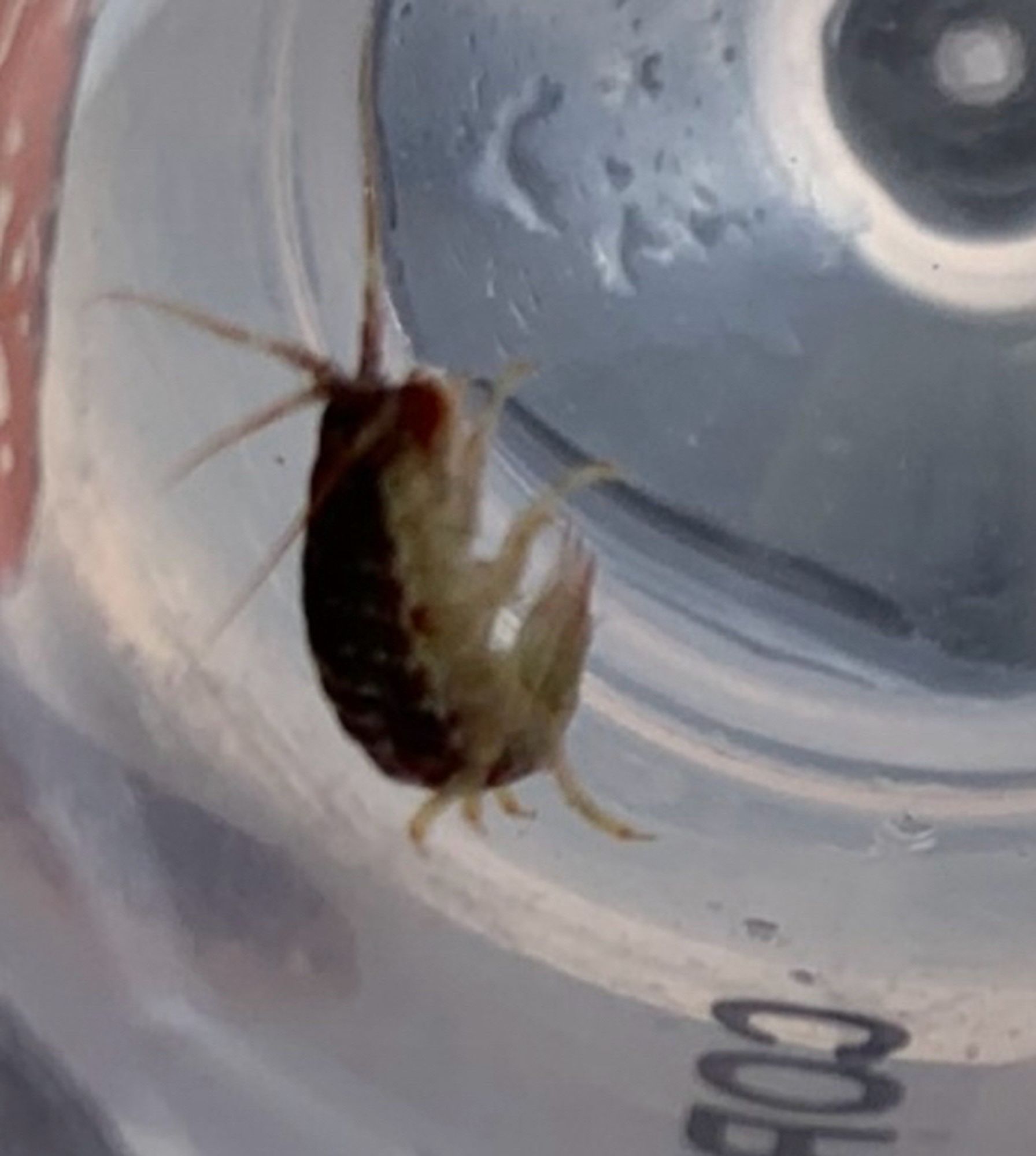 Amphipod crustacean in test tube