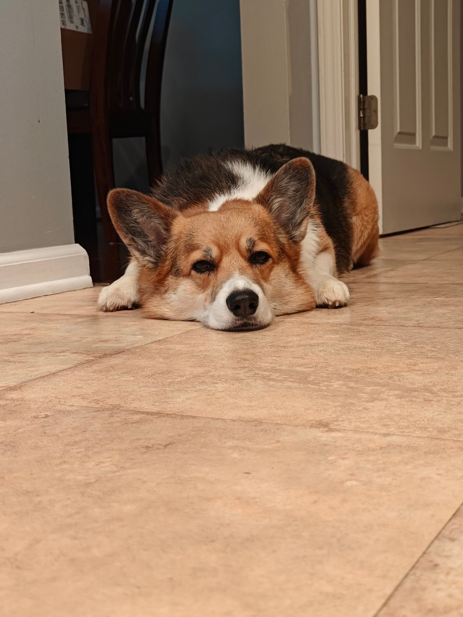 PB, a tri-color corgi, doing his best to be flat on the floor