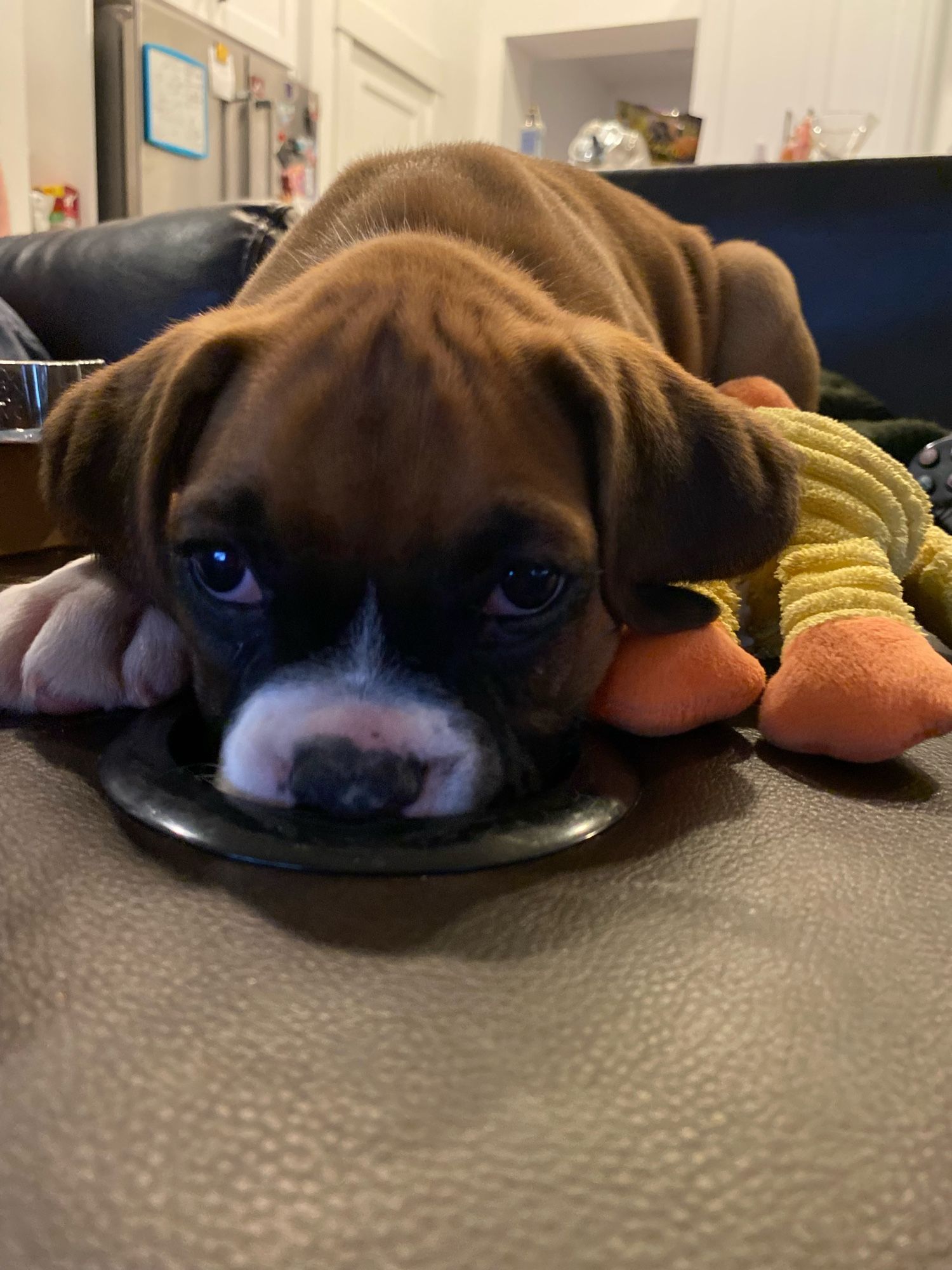 Pfc. Archibald Percival “Wigglebutt” Philpott-Hawthorne “Beef” Wellington “Tre” III Esq., a super cute Boxer puppy.