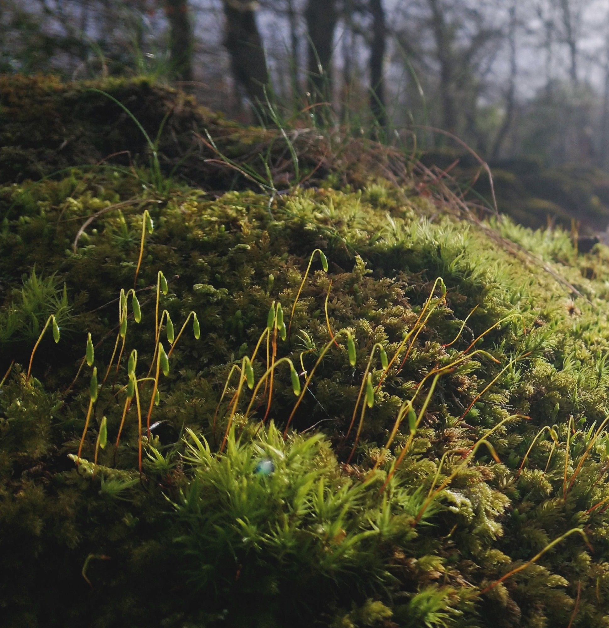 A low sun lights up sphagnum moss fruiting bodies in a Kent woodland, a closeup photograph