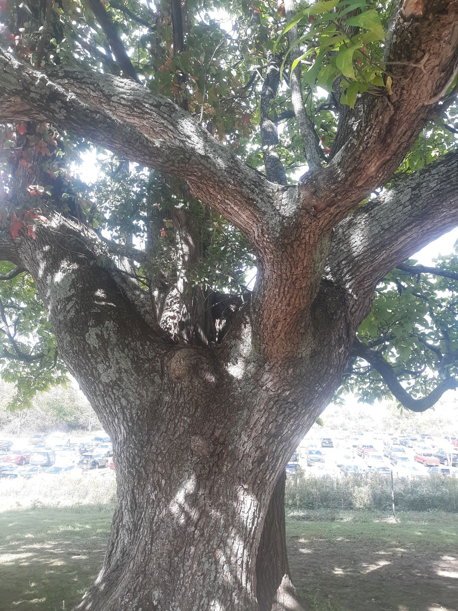 Large Catalpa tree on a sunny autumn day.