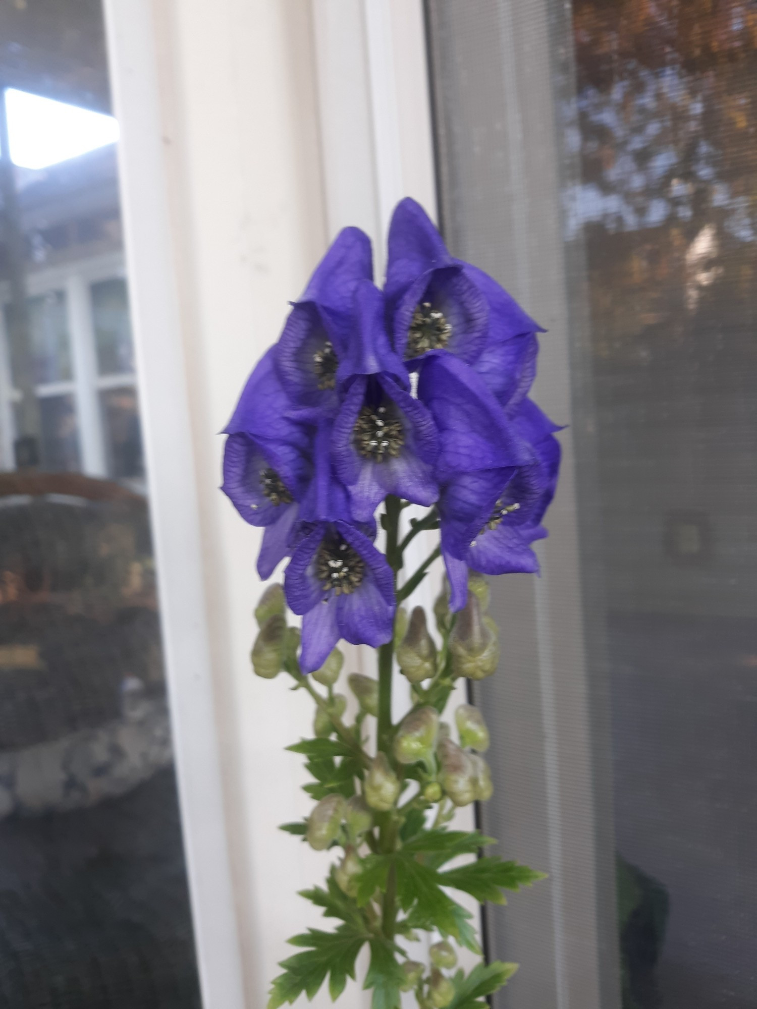 Rich purple flowers on an Aconite plant.