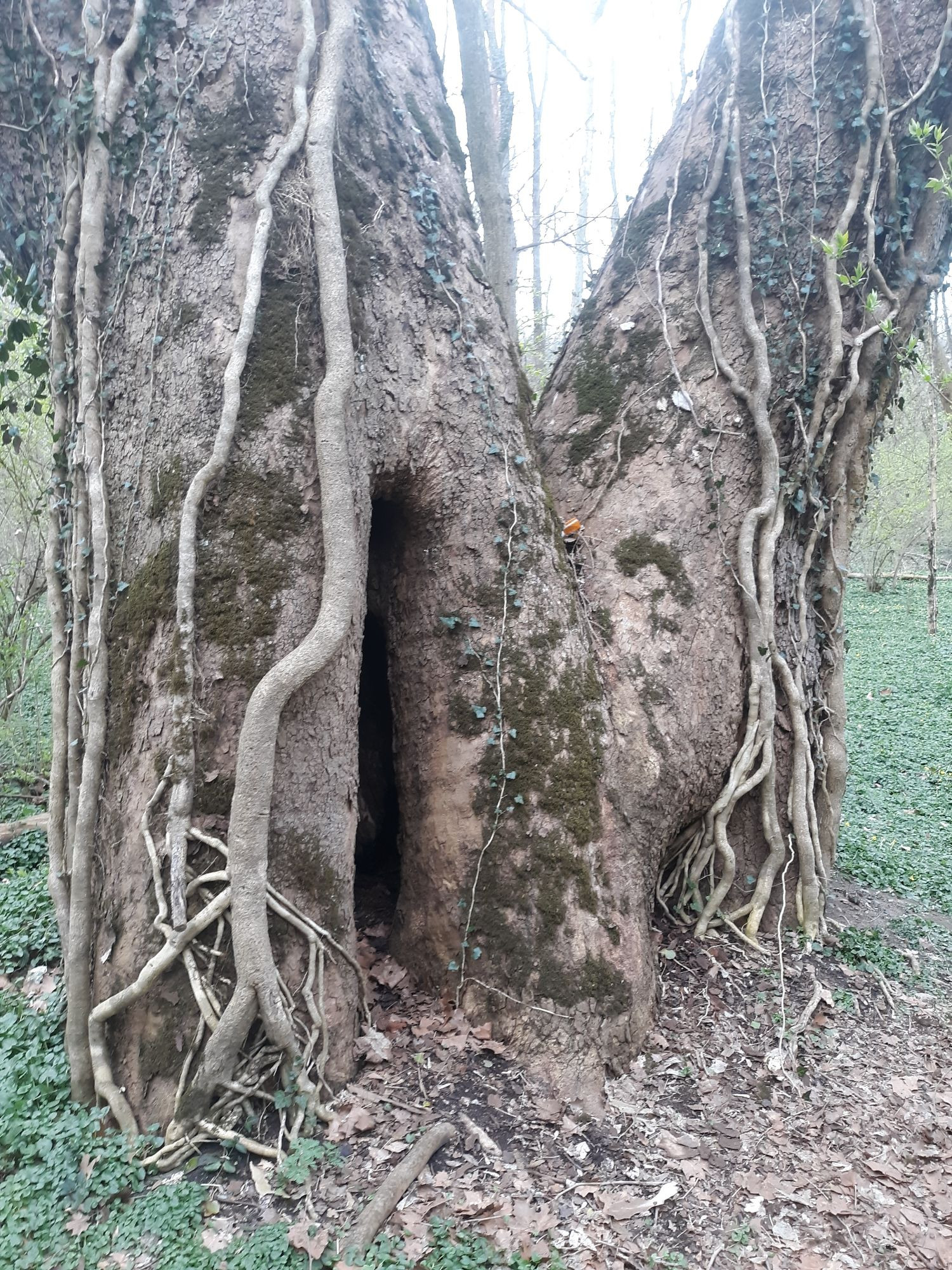 Two (in theory) sycamore trees with no sense of personal space.