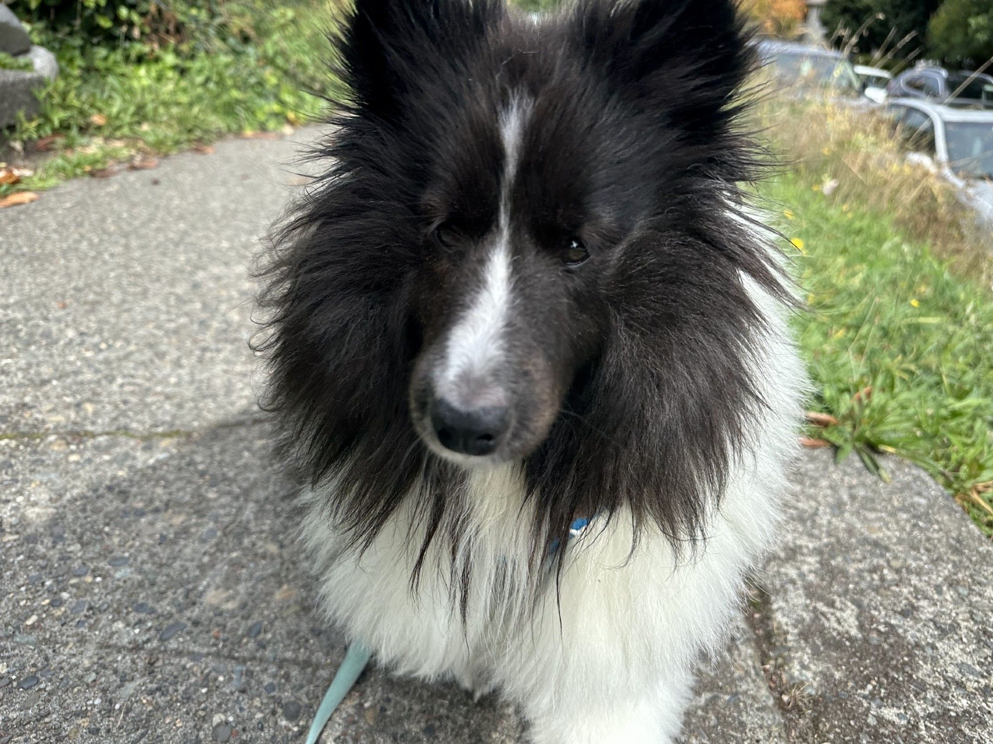 A close-up of a fluffy black and white shetland sheepdog standing outdoors on a paved walkway. The dog’s face is mostly black with a white stripe running down its snout. Its ears are perked up, and its long fur around the neck and chest is thick and slightly tousled. The background includes some greenery and parked cars, slightly out of focus. The dog is looking directly at the camera, creating a soft, inquisitive expression.