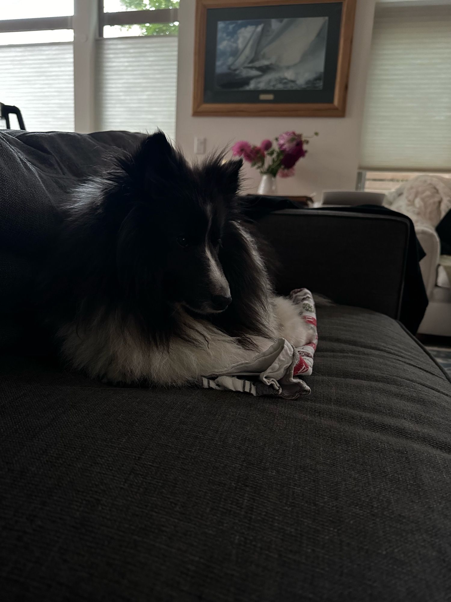 The image shows a fluffy, dark-coated dog lying on a gray couch in a cozy, softly lit living room. The dog is resting its head on its front paws, appearing calm and relaxed. In the background, a framed picture of a sailboat hangs on the wall above a small table with a vase of flowers. The room has large windows with blinds partially open, letting in natural light. The overall atmosphere is serene and homey.