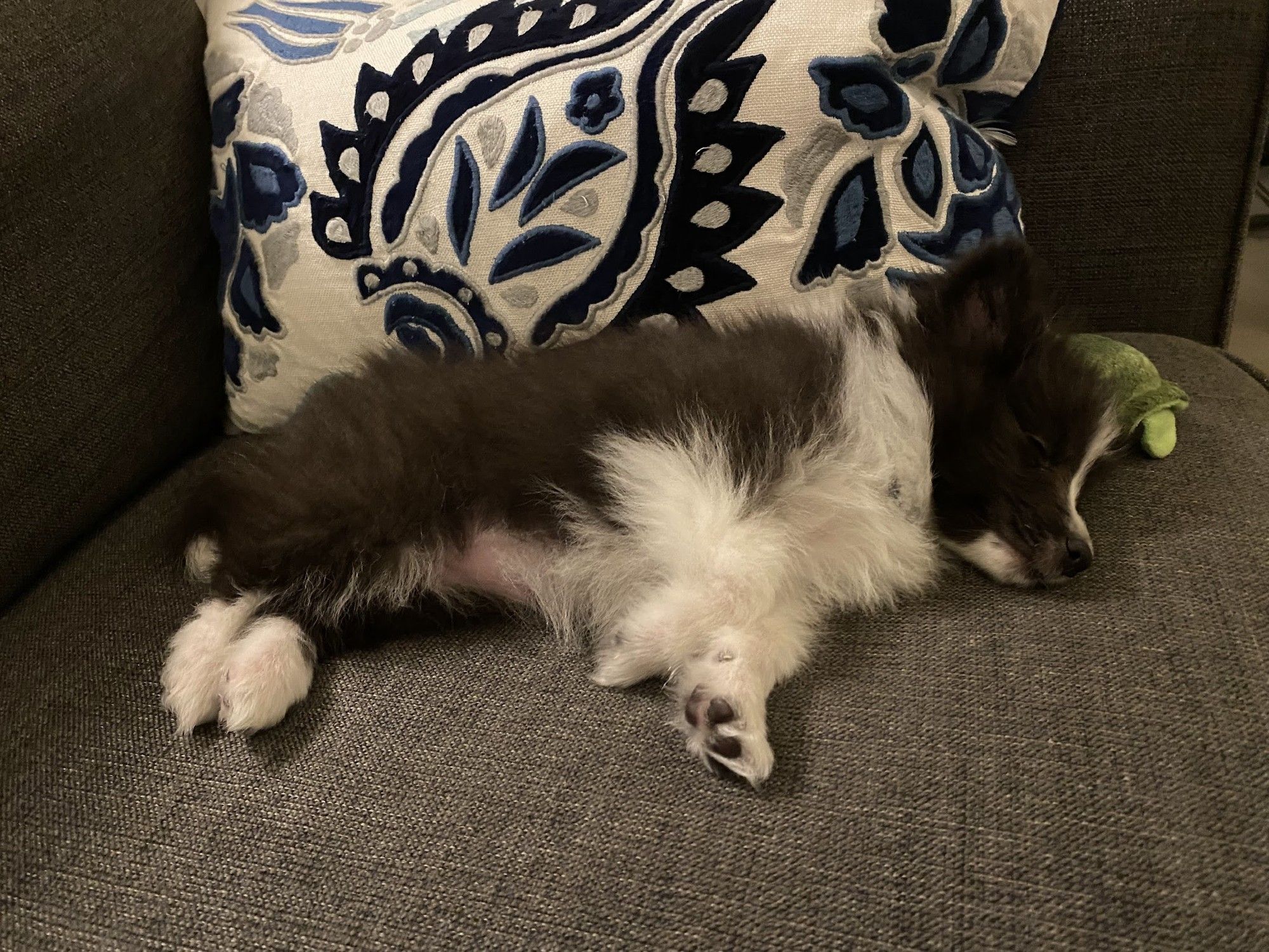 A small black and white puppy is peacefully sleeping on a gray couch. The puppy's body is stretched out, and its head is resting near a green plush toy. Behind the puppy is a decorative pillow with a white background and blue paisley patterns. The scene is cozy and quiet, with the puppy looking completely relaxed and comfortable.