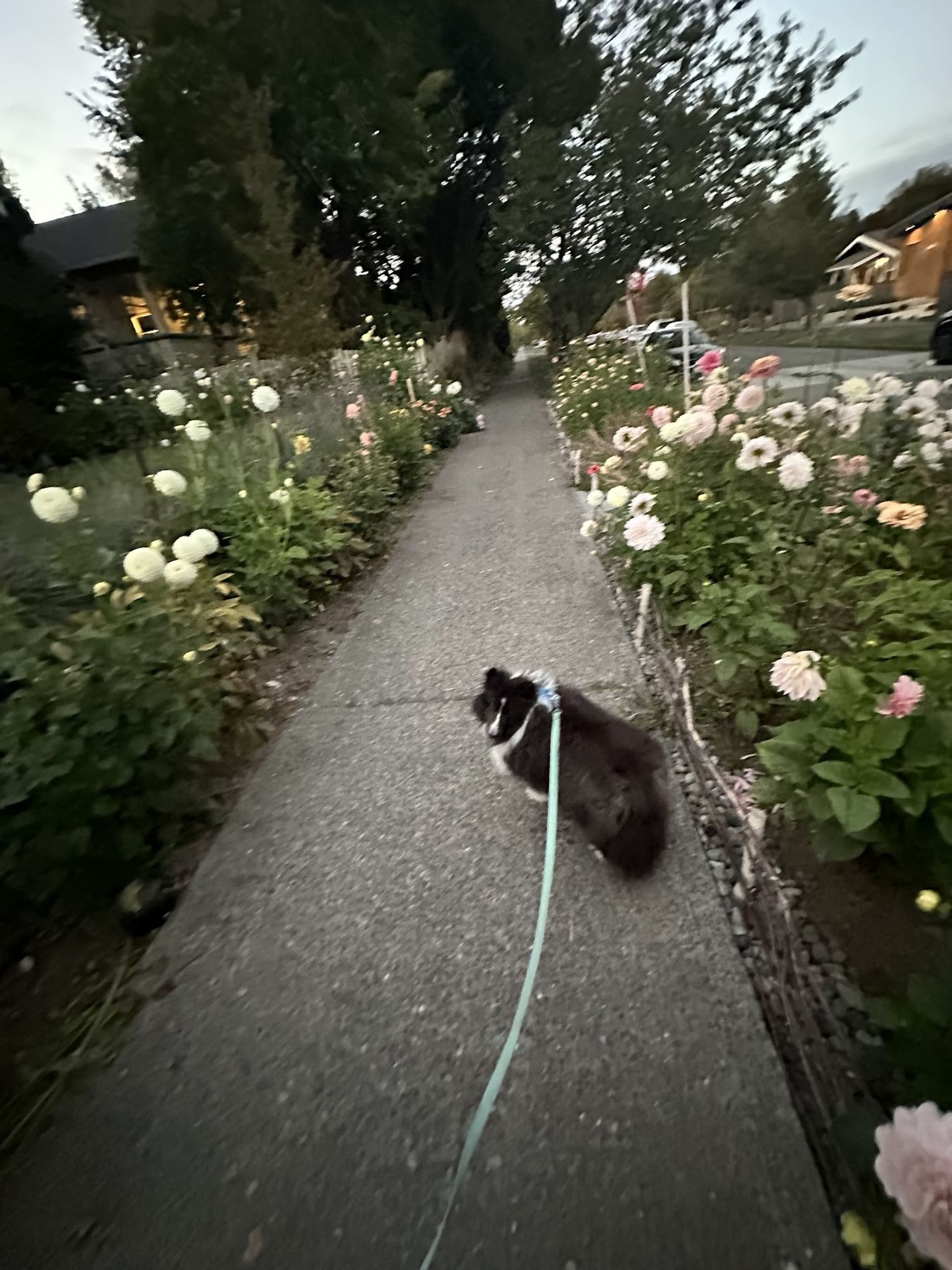 The image shows a black-and-white fluffy dog walking down a narrow sidewalk lined with a variety of blooming flowers on both sides. The dog is on a light blue leash and is walking away from the camera. The flowers, including large white and pink blooms, create a picturesque scene, and the lighting suggests it is either early morning or early evening. Trees and houses are visible in the background, giving the image a peaceful, suburban feel.