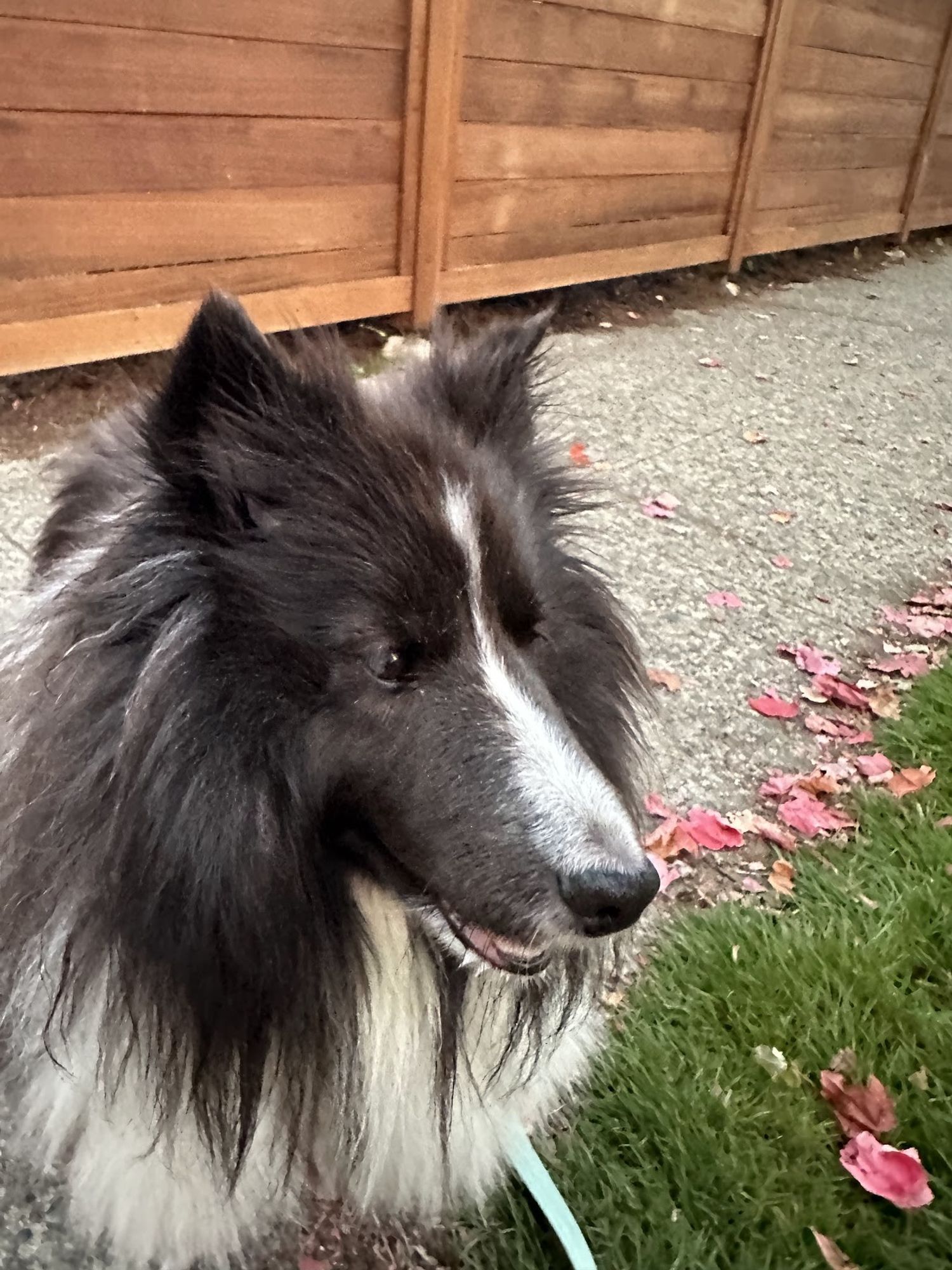 The image features a close-up of a black and white Shetland Sheepdog (Sheltie) standing on a sidewalk. The dog has a fluffy, thick coat, with a white stripe running down its muzzle and chest. Its black fur is particularly prominent around its face, and the dog looks content, with its mouth slightly open. Behind the dog, there is a wooden fence and some scattered red leaves on the ground, suggesting an autumn setting. The edge of a green lawn is visible on the right, adding to the calm and natural atmosphere of the scene.