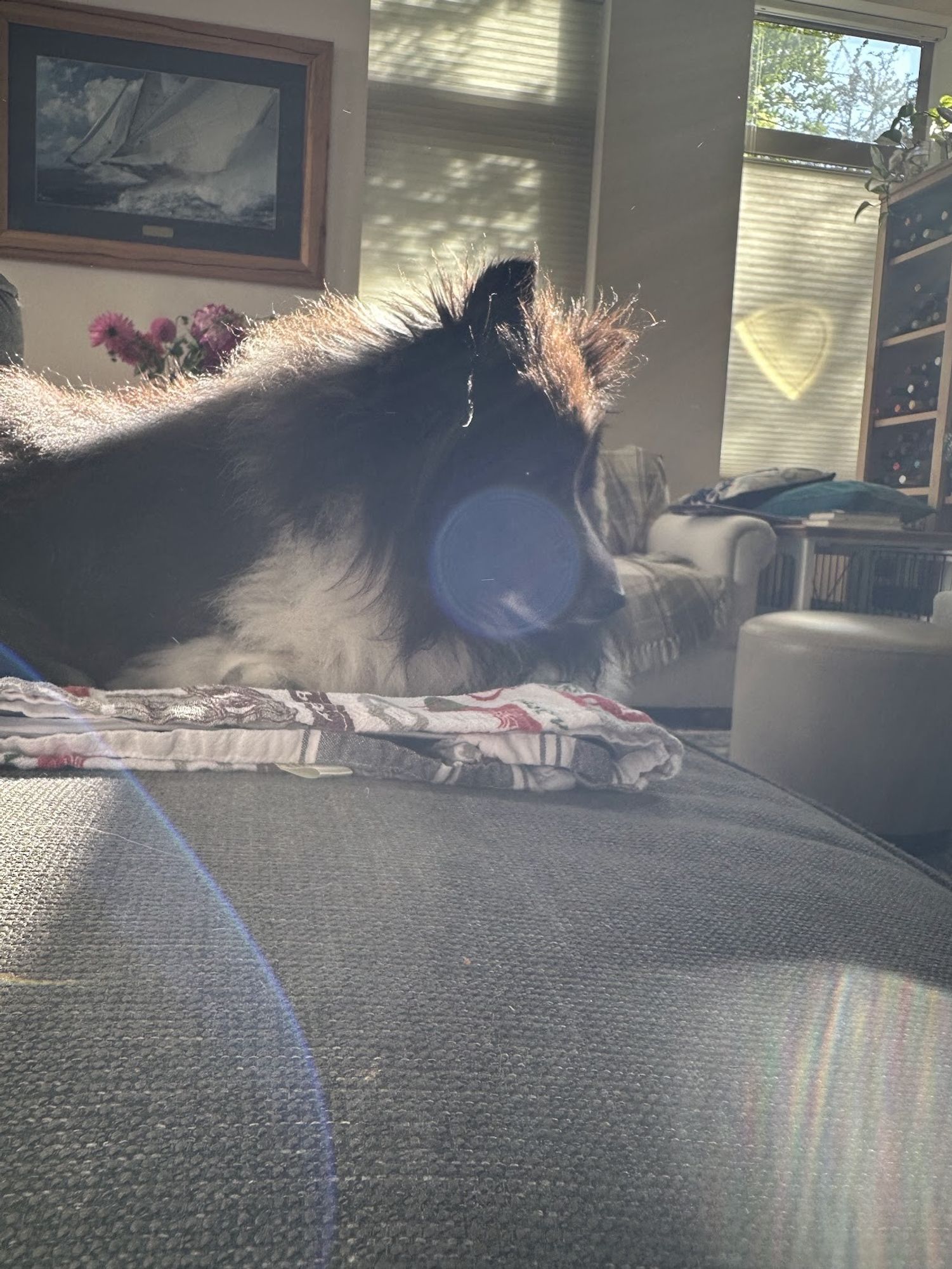 A fluffy black and white dog is lying on a gray sofa, illuminated by soft sunlight streaming through the window. The dog is resting on a patterned blanket, with its face slightly obscured by the light, which creates a lens flare effect in the image. In the background, there is a cozy living room setting, featuring a framed painting, a bookshelf, and a white armchair. The light casts a warm, peaceful glow across the room, with faint reflections visible on the wall and furniture.