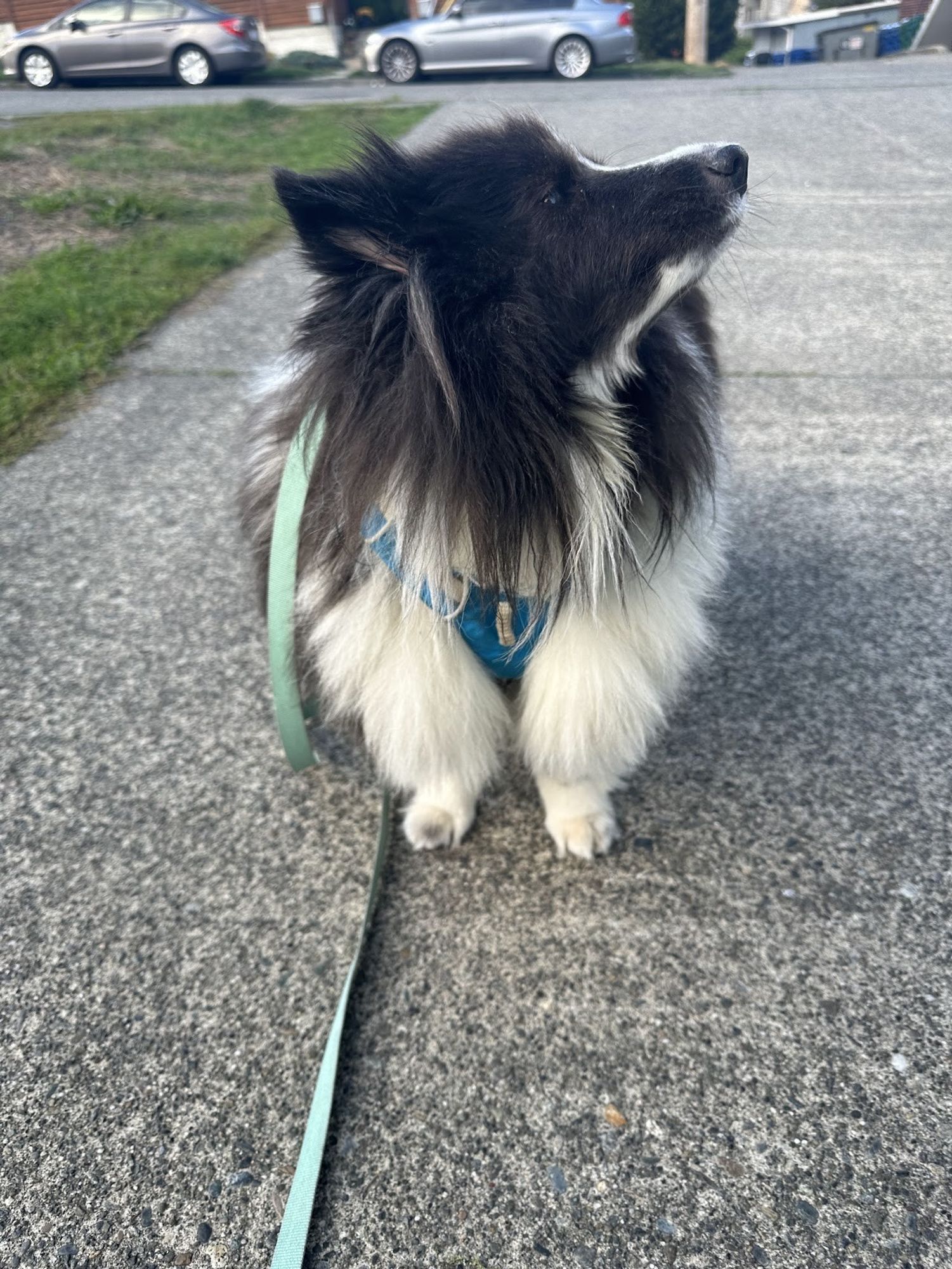 A fluffy black and white dog is standing on a paved sidewalk, wearing a blue harness with a green leash attached. The dog is looking up and to the side. Its thick fur is ruffled slightly in the breeze, and the white fur on its chest contrasts with the darker fur on its face and back. In the background, a patch of grass and parked cars along a suburban street are visible. The overall scene suggests the dog is out for a walk on a calm day.