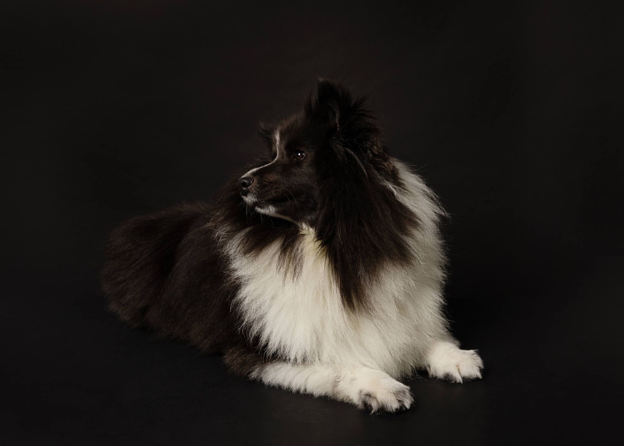 A fluffy black and white shetland sheepdog with a long, thick coat lies on the ground against a black background. The dog is looking to the side, away from the camera, with its ears slightly perked. Its fur around the neck and chest is predominantly white, while the rest of its body is mostly black. The dog's expression is calm and gentle, and the lighting highlights the texture of its fur.