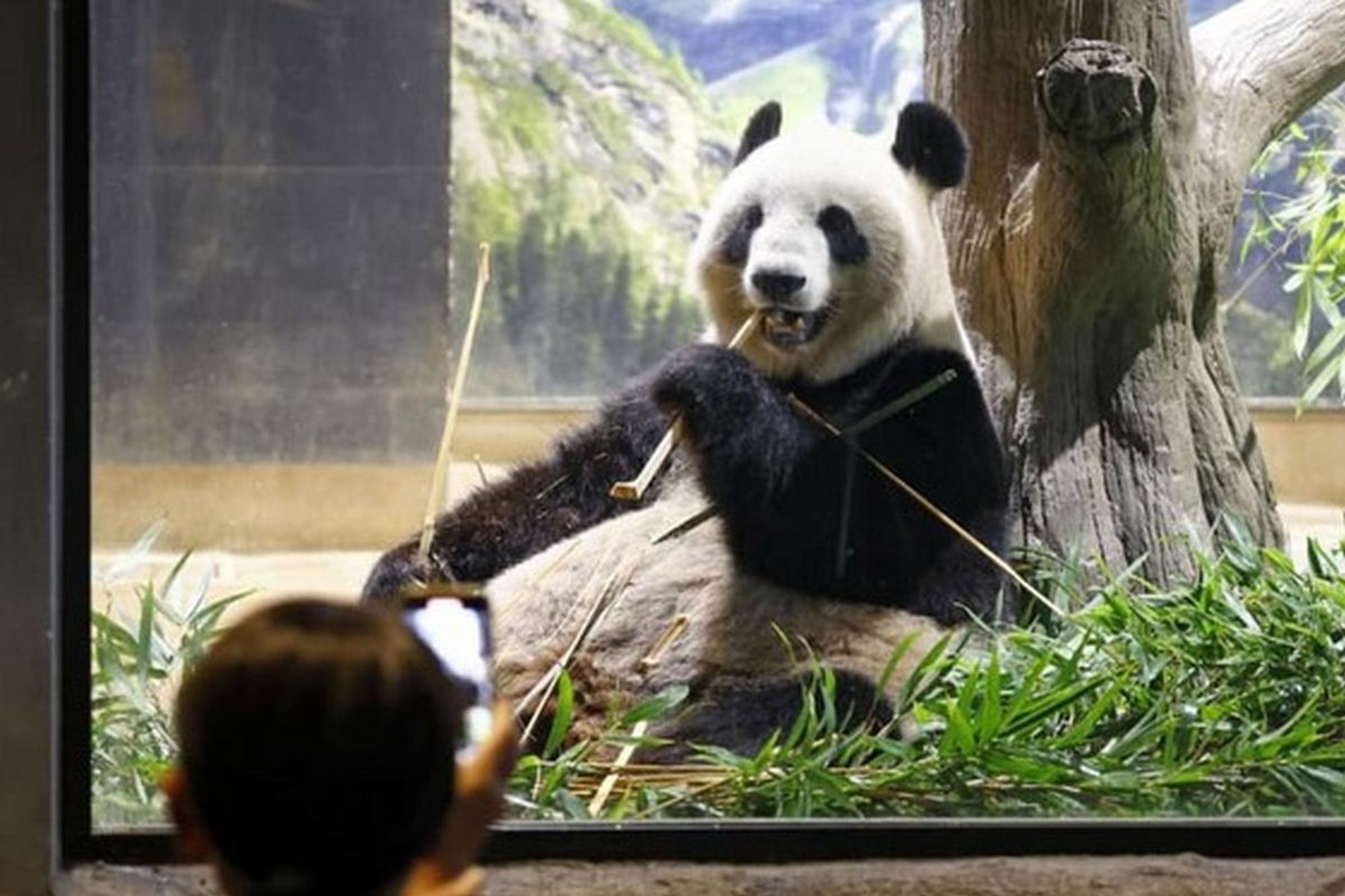 Riesenpanda Shin Shin im Zoo Ueno