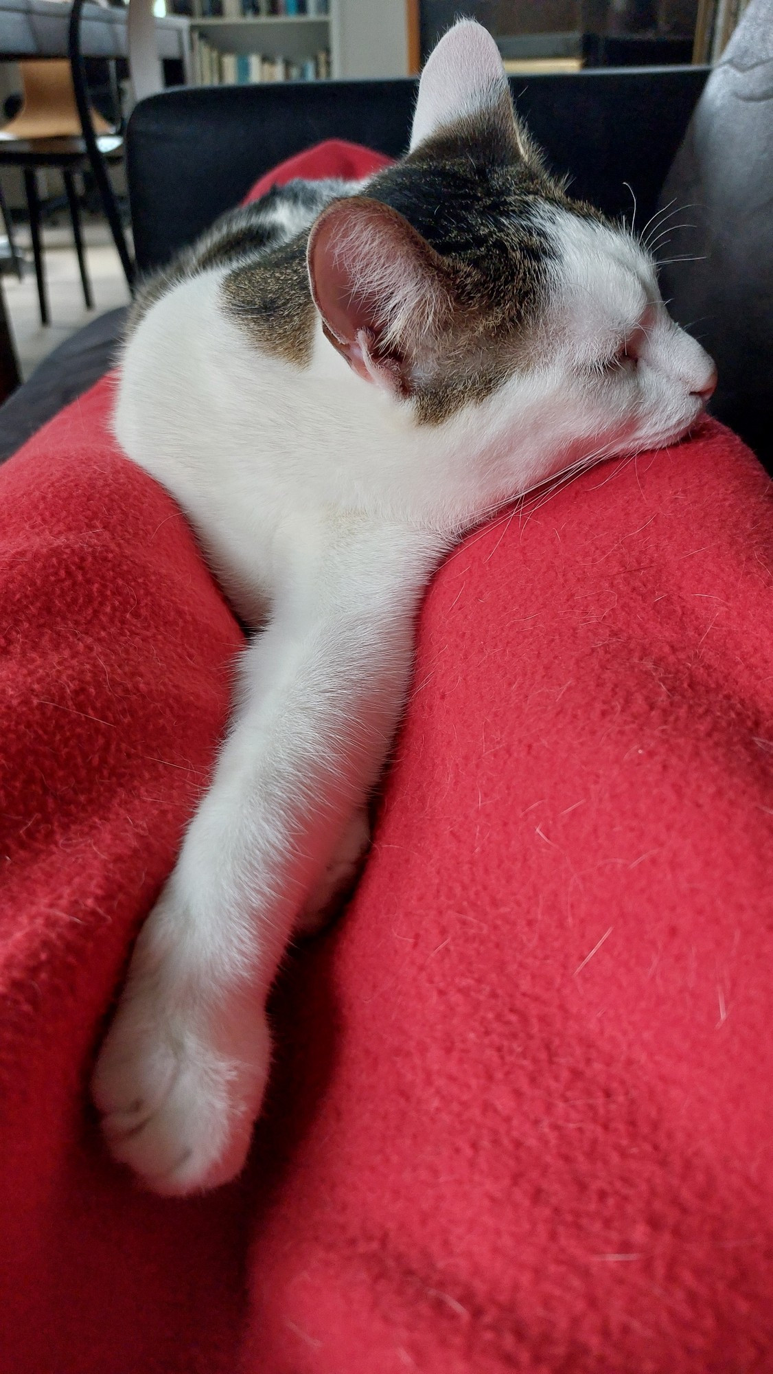 Milo the white and tabby cat lying on a blanket over my legs while I lie on the couch. He's using my knee as a pillow.