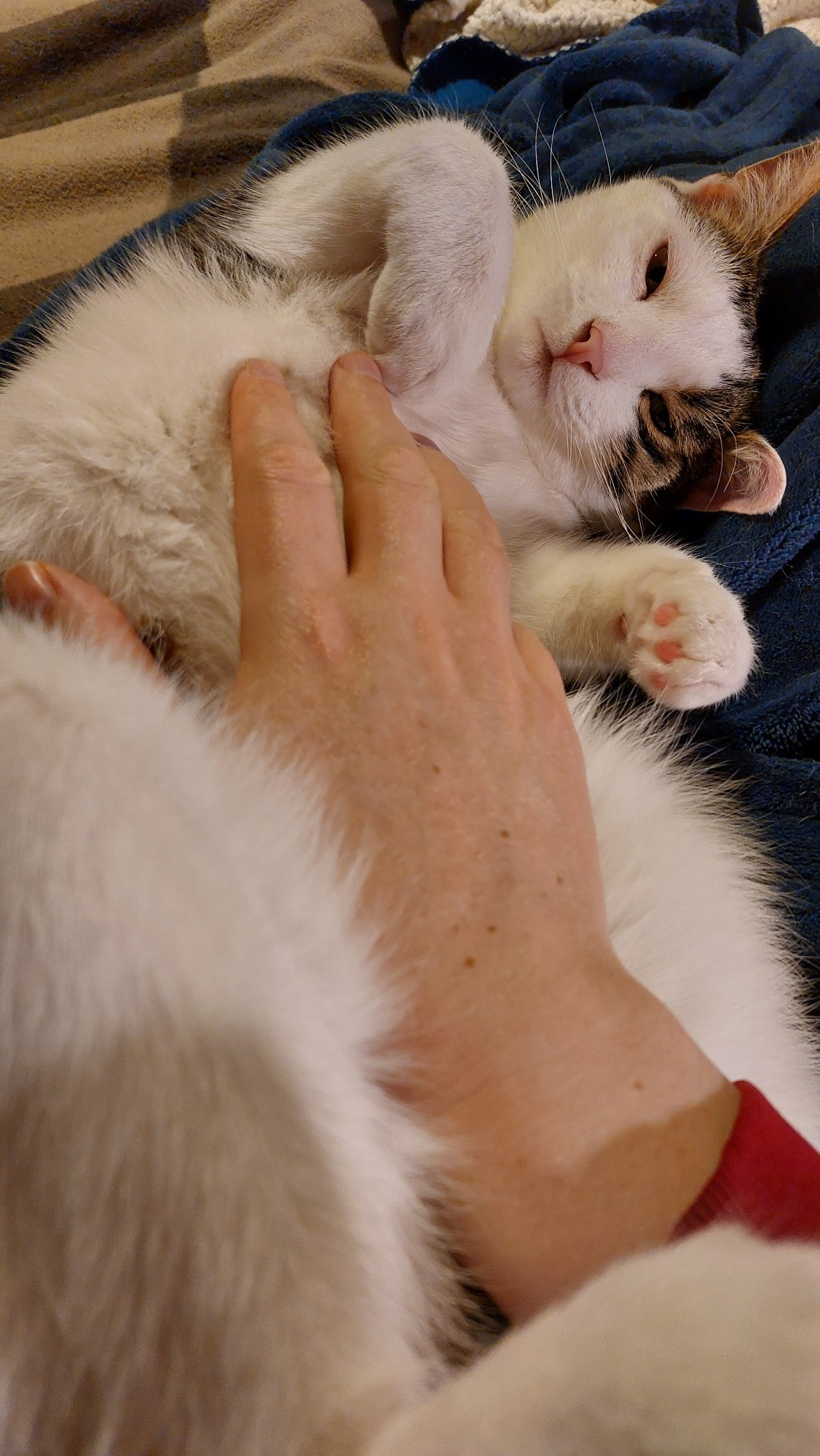 Milo the white and tabby cat lying on his back on my lap, getting belly rubs.