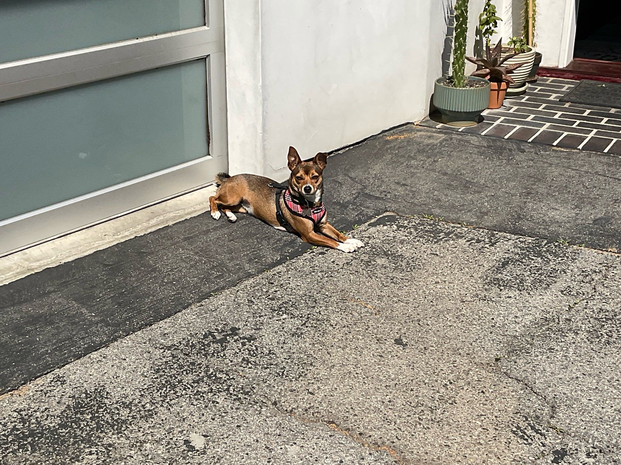 Lola, a rat terrier basenghi mix loves laying on warm asphalt and soaking up the sun.