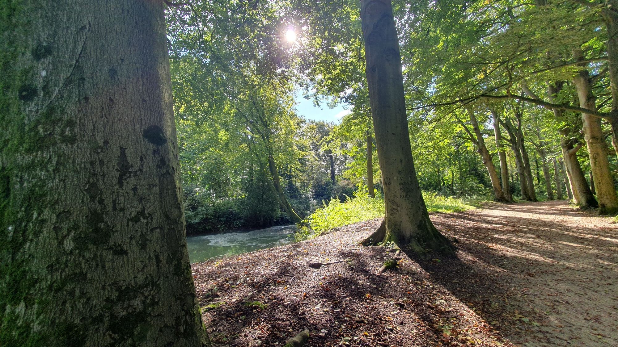 Prachtige lichtval door een laantje met grote bomen