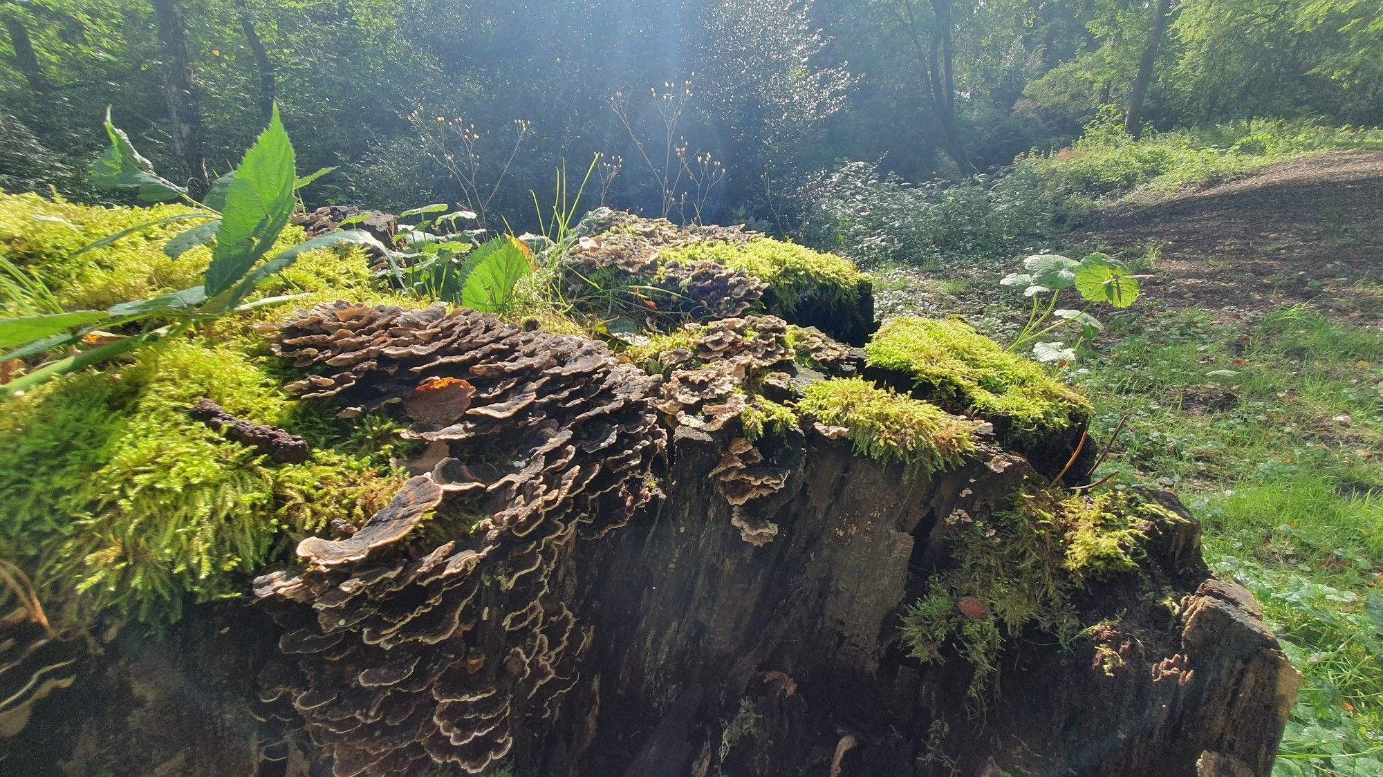 Een sprookjesachtig tafereel van elfenbankjes, mos en diverse kleine plantjes op een oude boomstronk. Het late zonlicht schijnt er prachtig op.