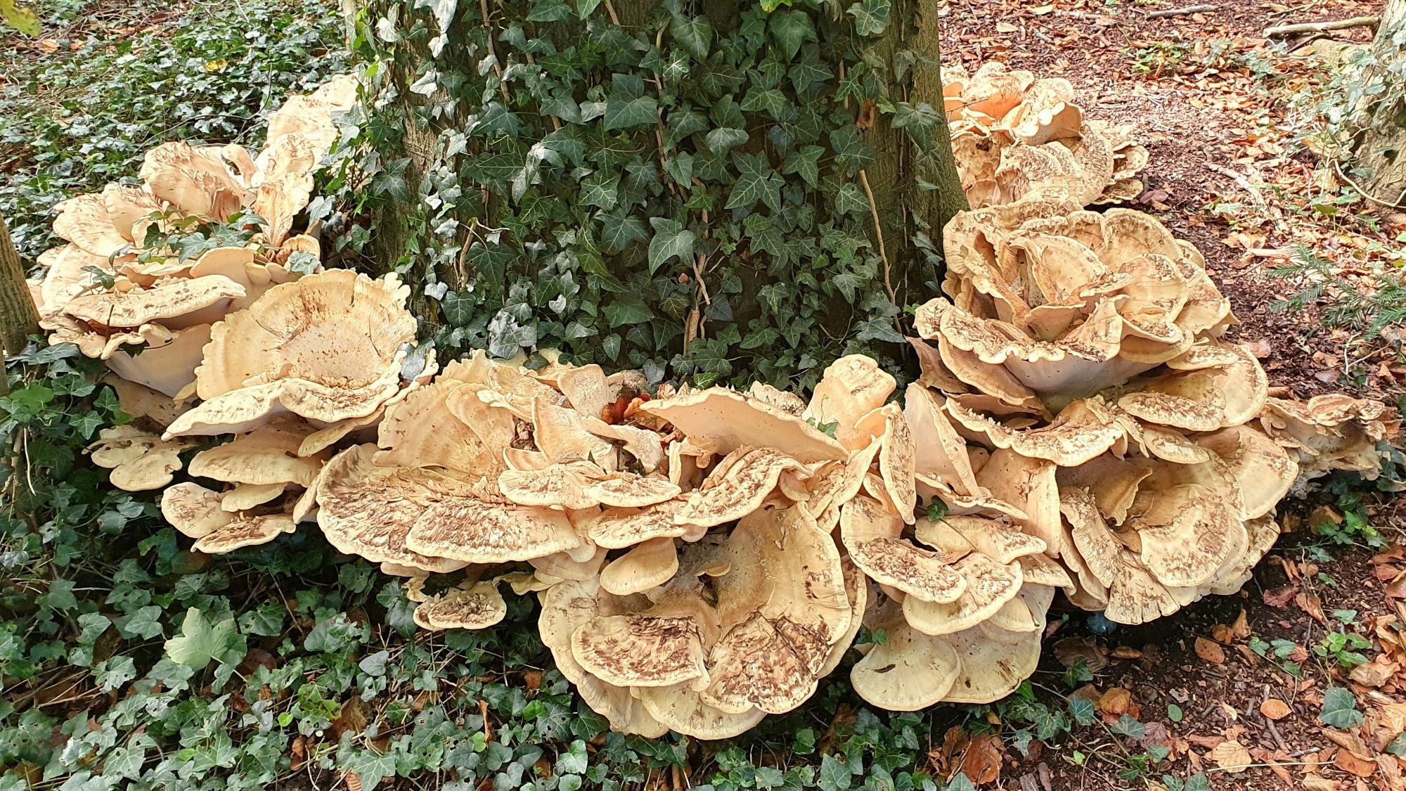 Een volledige cirkel van zwammen rond een enorme boom