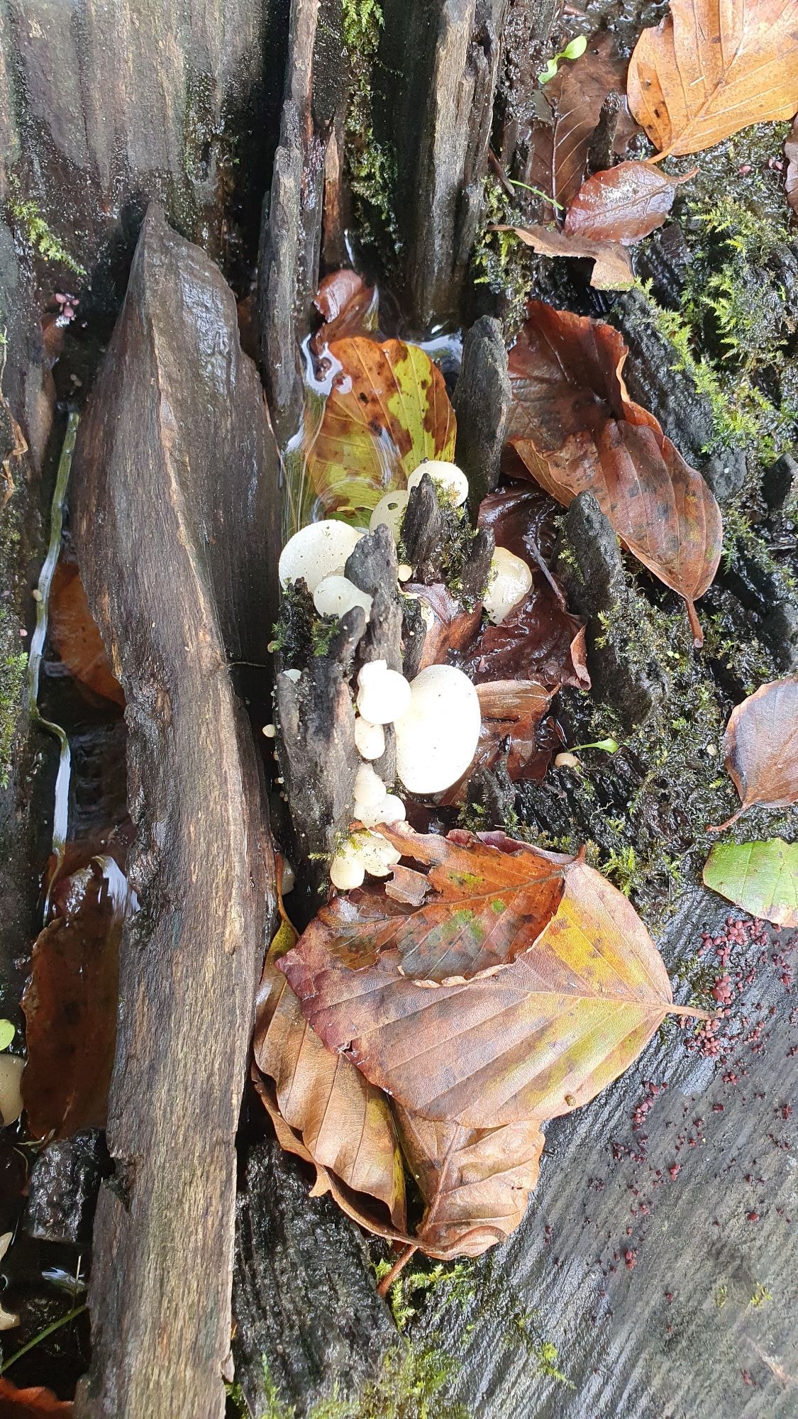 Close up van een holte in een gevallen boom. In de holte staat water, liggen dorre blaadjes en groeien paddenstoelen.