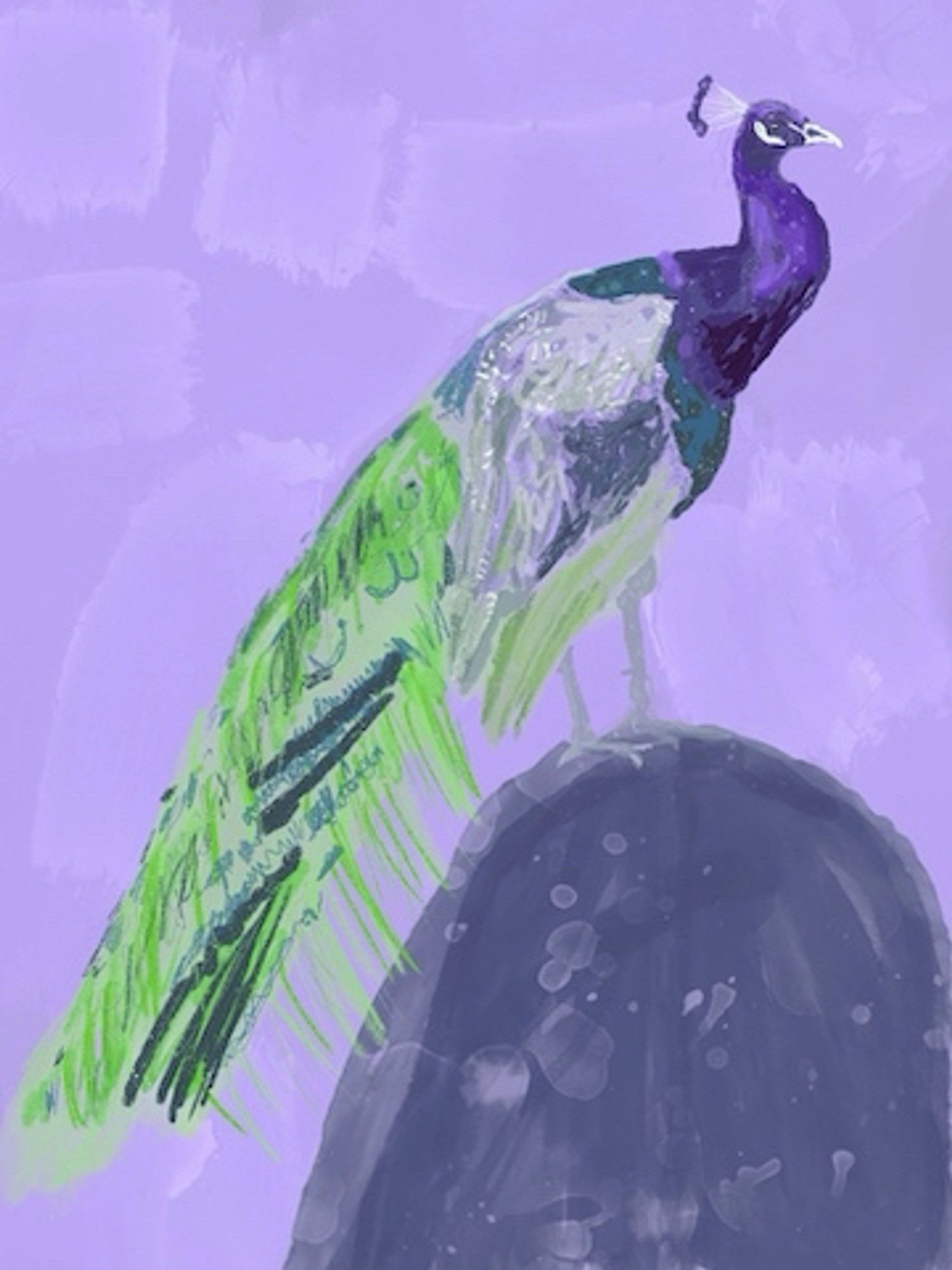 Purple peacock