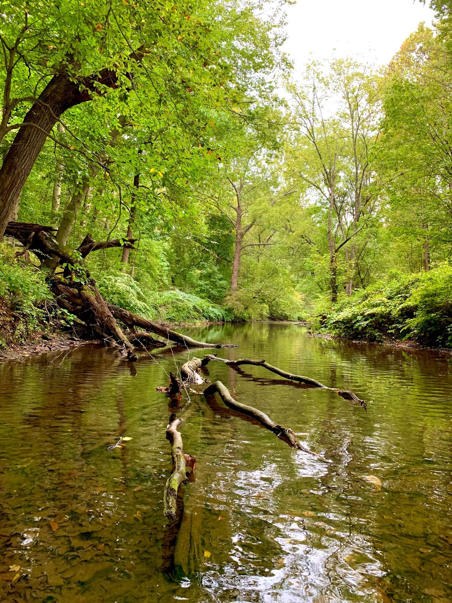 A fallen tree with a few branches extending towards you is sitting quietly on the slow moving water surrounded by dense vibrant green woods.