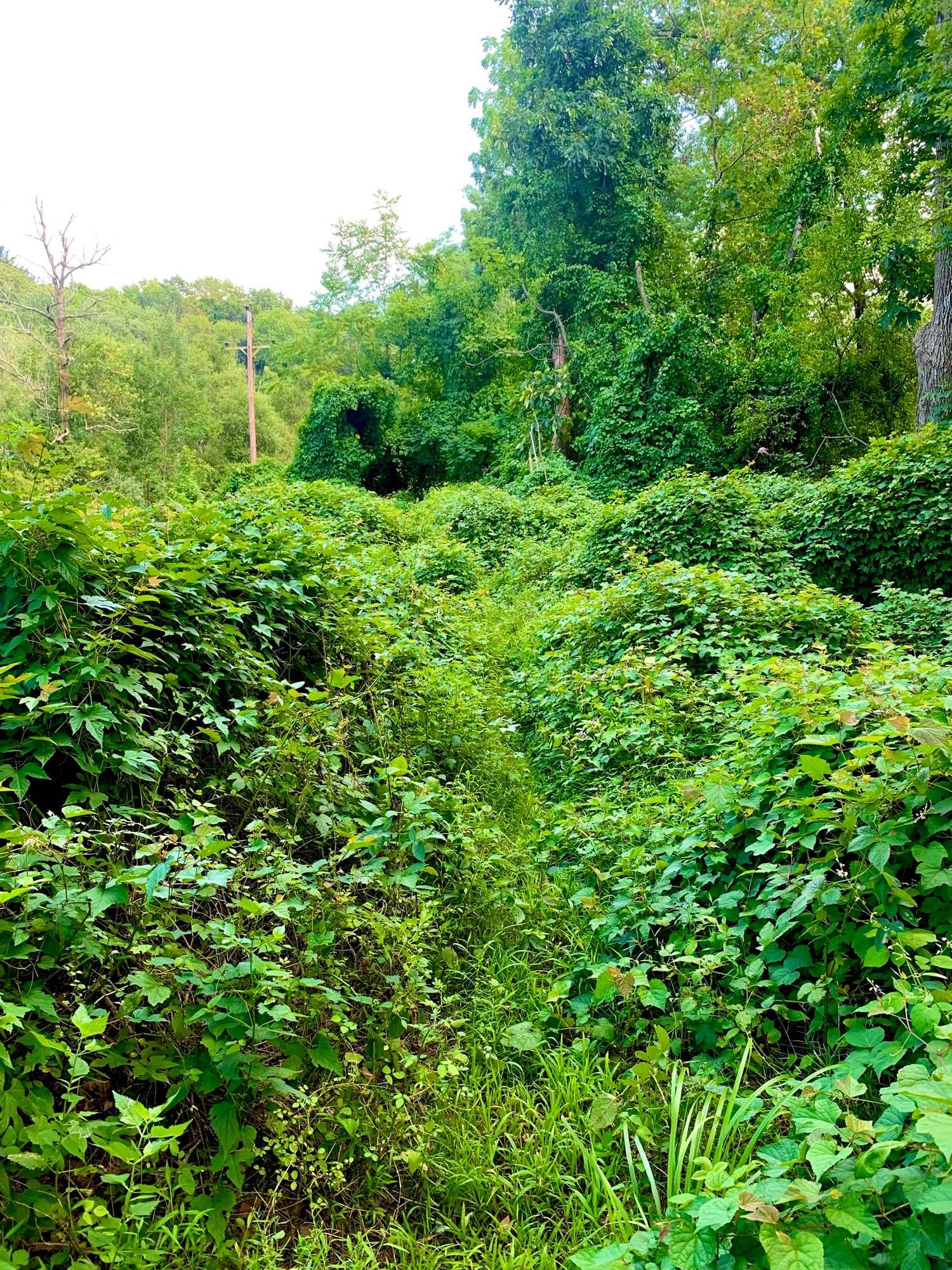 The trail at the hilltop is completely overgrown with grass and bushes, making it invisible. The area is surrounded by dense woods, with a single electric pole emerging from the bushes.