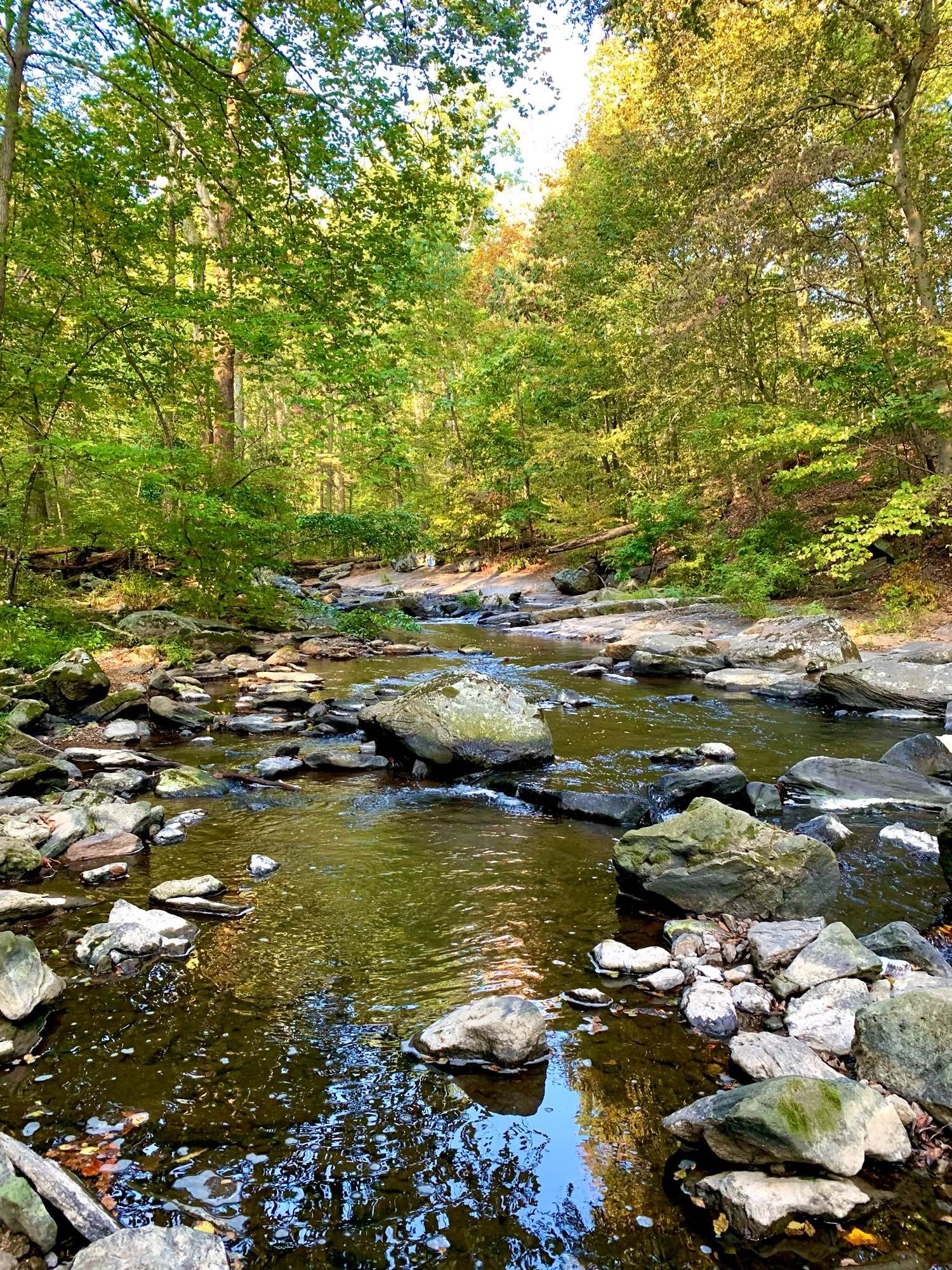 The swift current flows through rocky terrain, surrounded by dense woods with green and yellow. The right bank is lined with sheet rocks, while the water maneuvers around the rugged rocky areas.