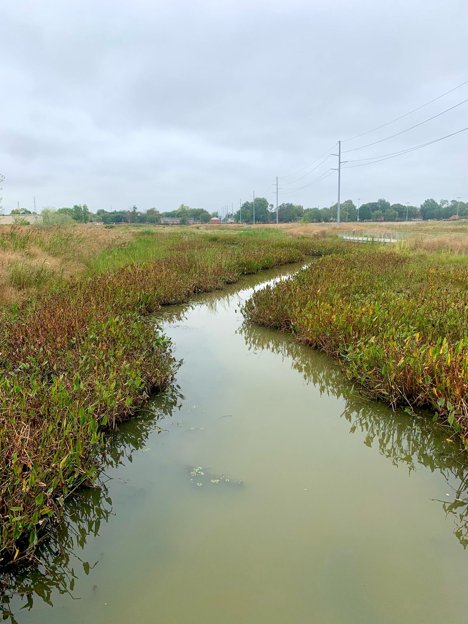 A muddy wetland creek quietly flows through the flat areas covered by tall grass. It is a cloudy day and the sky is gray.