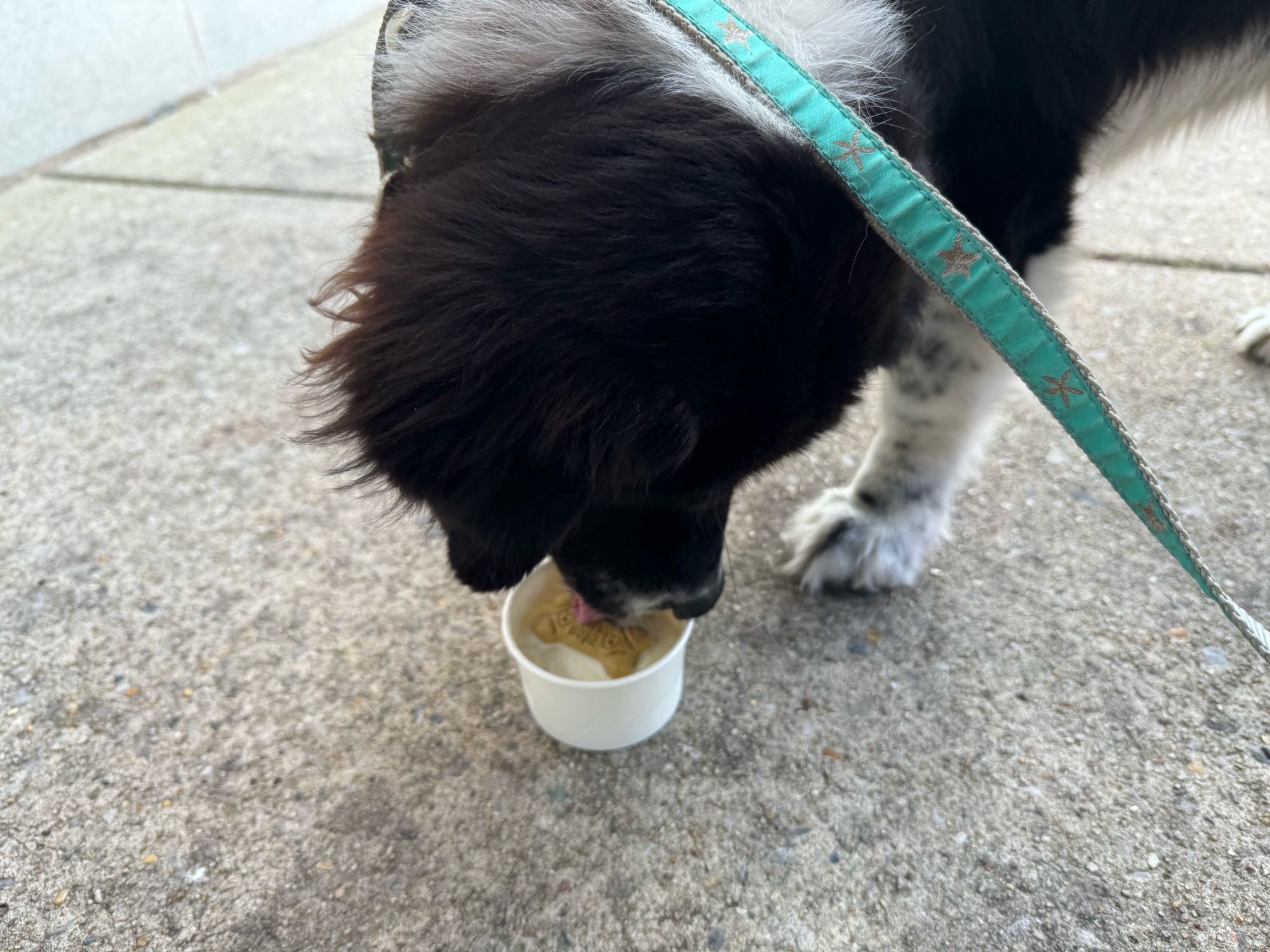 A medium sized black and white dog eats a scoop of ice cream with milk bone on top with extreme enthusiasm.