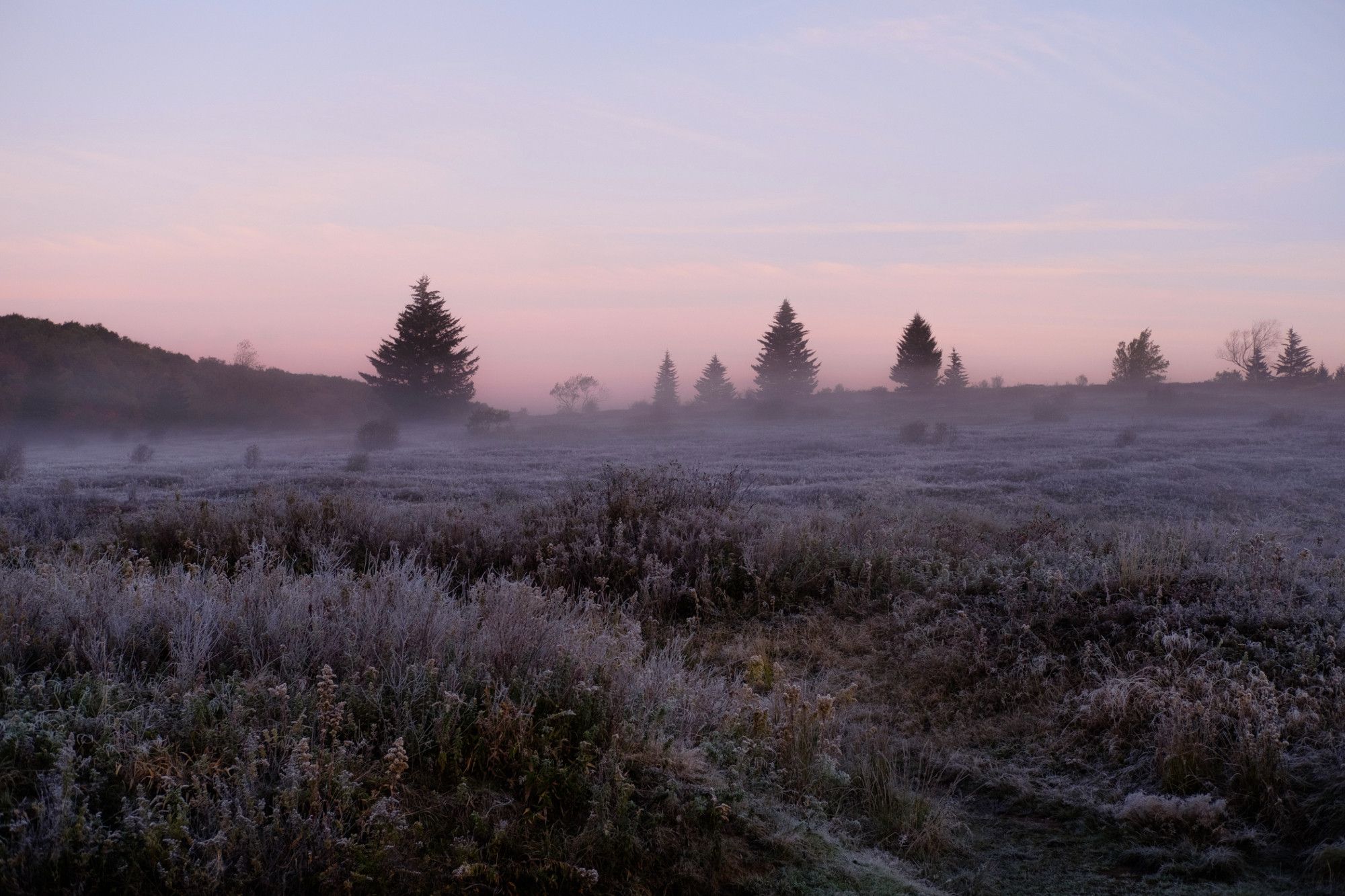 Freezing mist frosts over vegetation at sunrise on Dolly Sods, WV