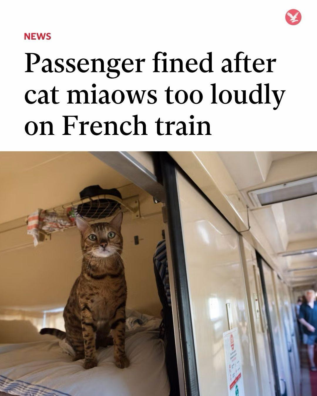 Passenger fined after cat miaows too loudly on French train.

Image shows a cat, on a train. 