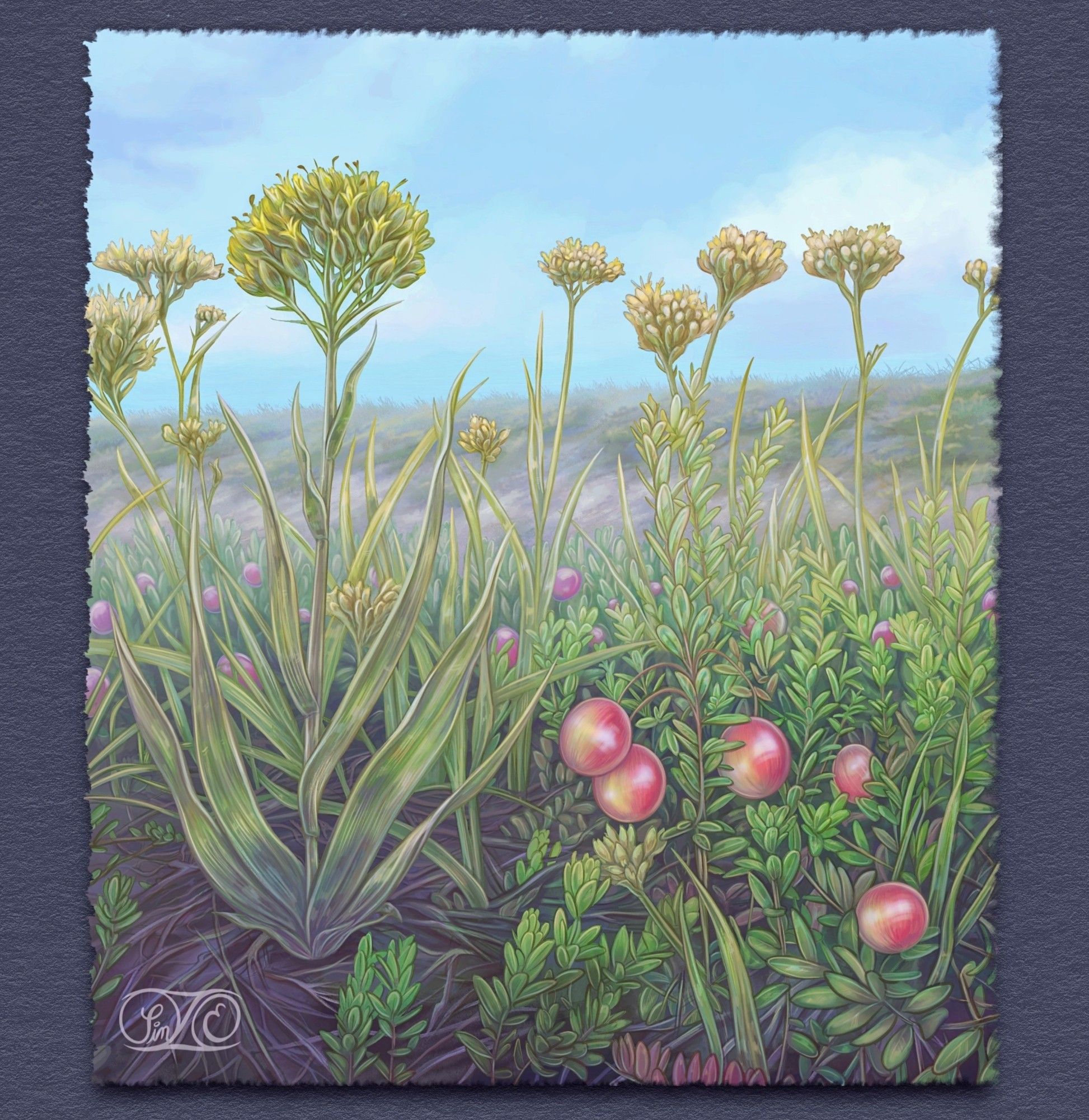 Research illustration depicting Carolina Redroot weeds in a cranberry bog.