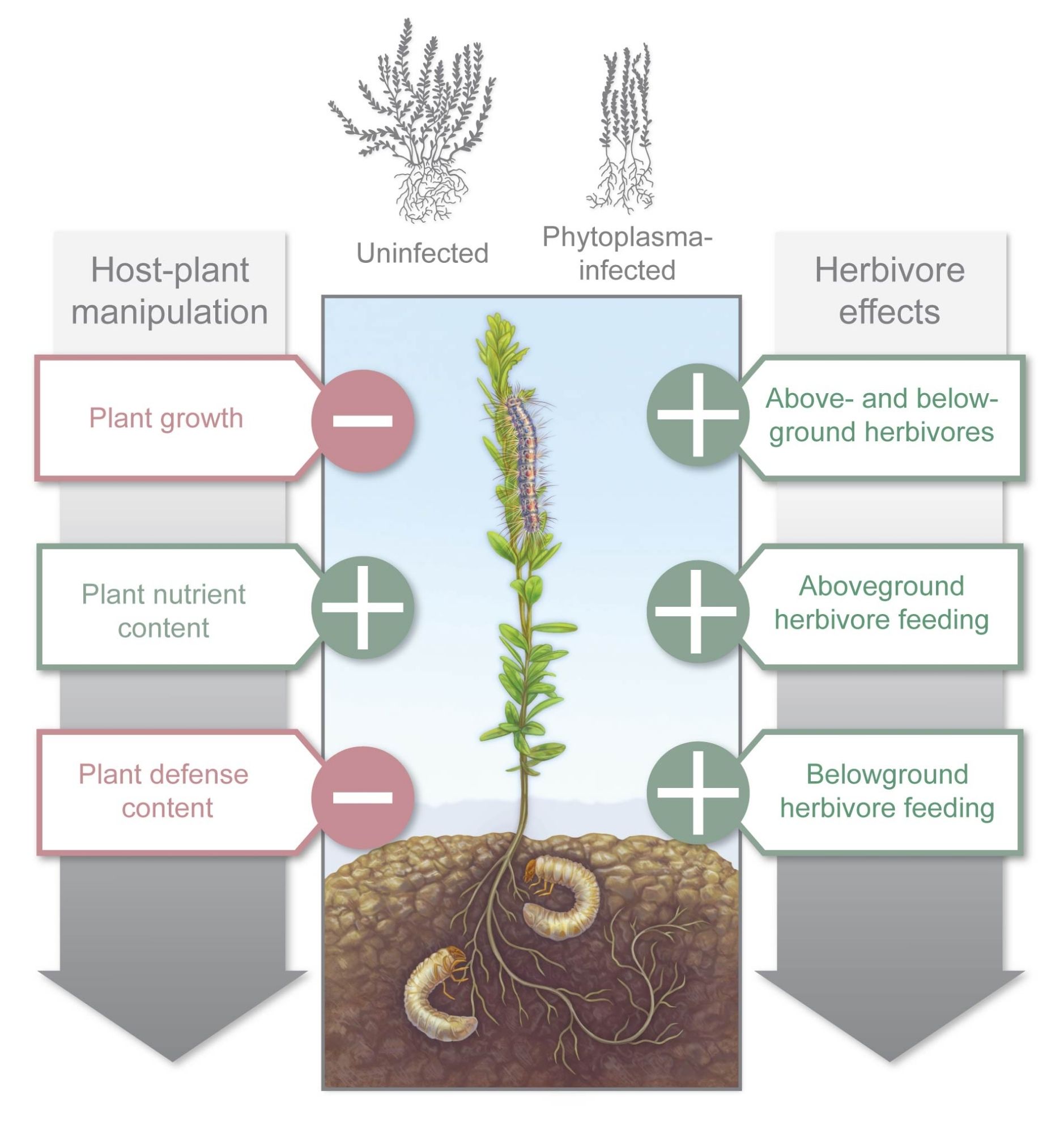 Research illustration demonstrating herbivore and host effects of cranberry false blossom disease.