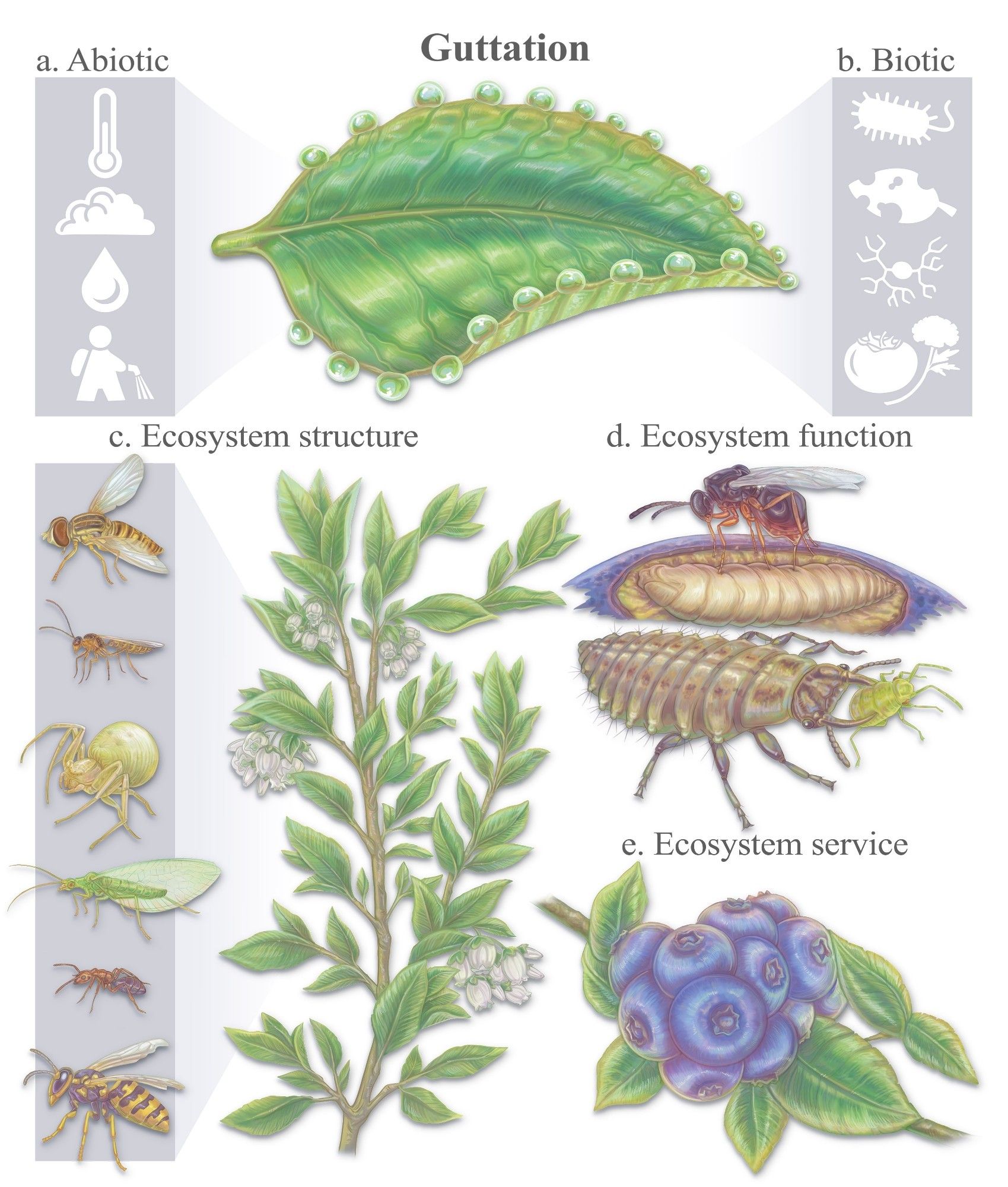 Research figure depicting the benefits of leaf guttation by feeding pest natural predators and improving blueberry crop yields.