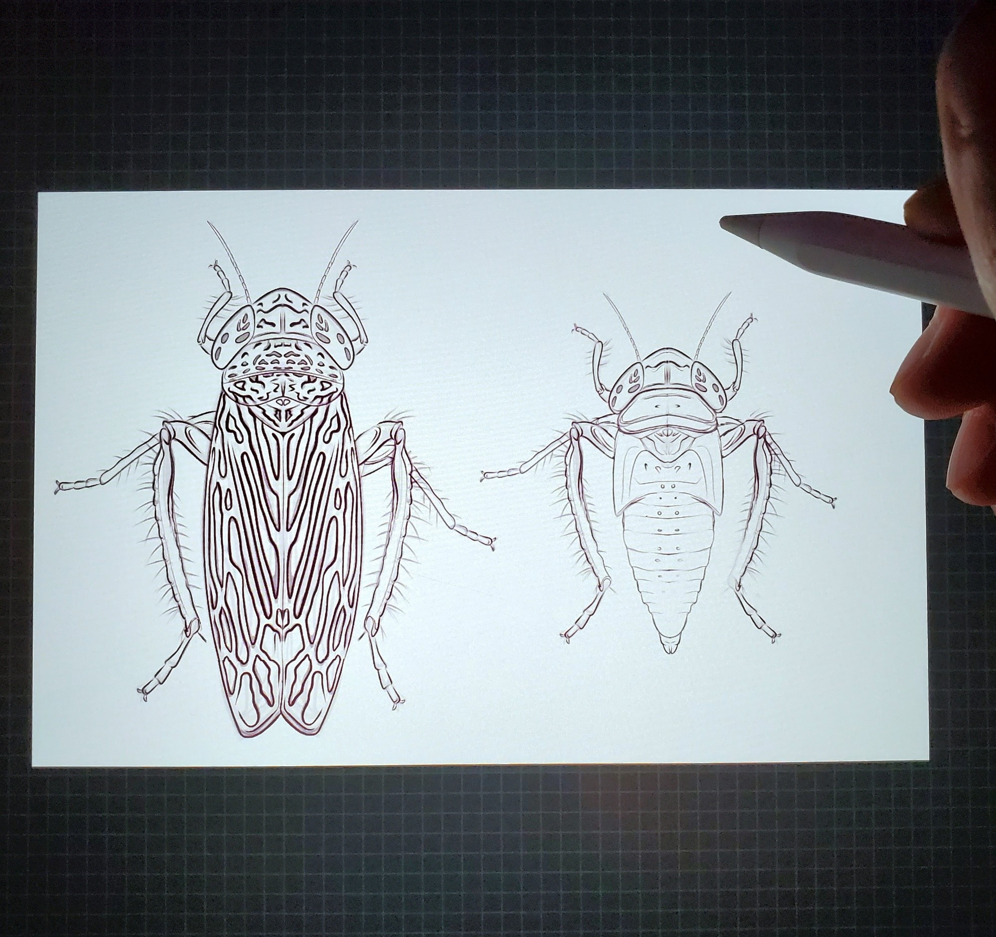 Adult and nymph blunt nosed leafhopper sketches on an iPad.