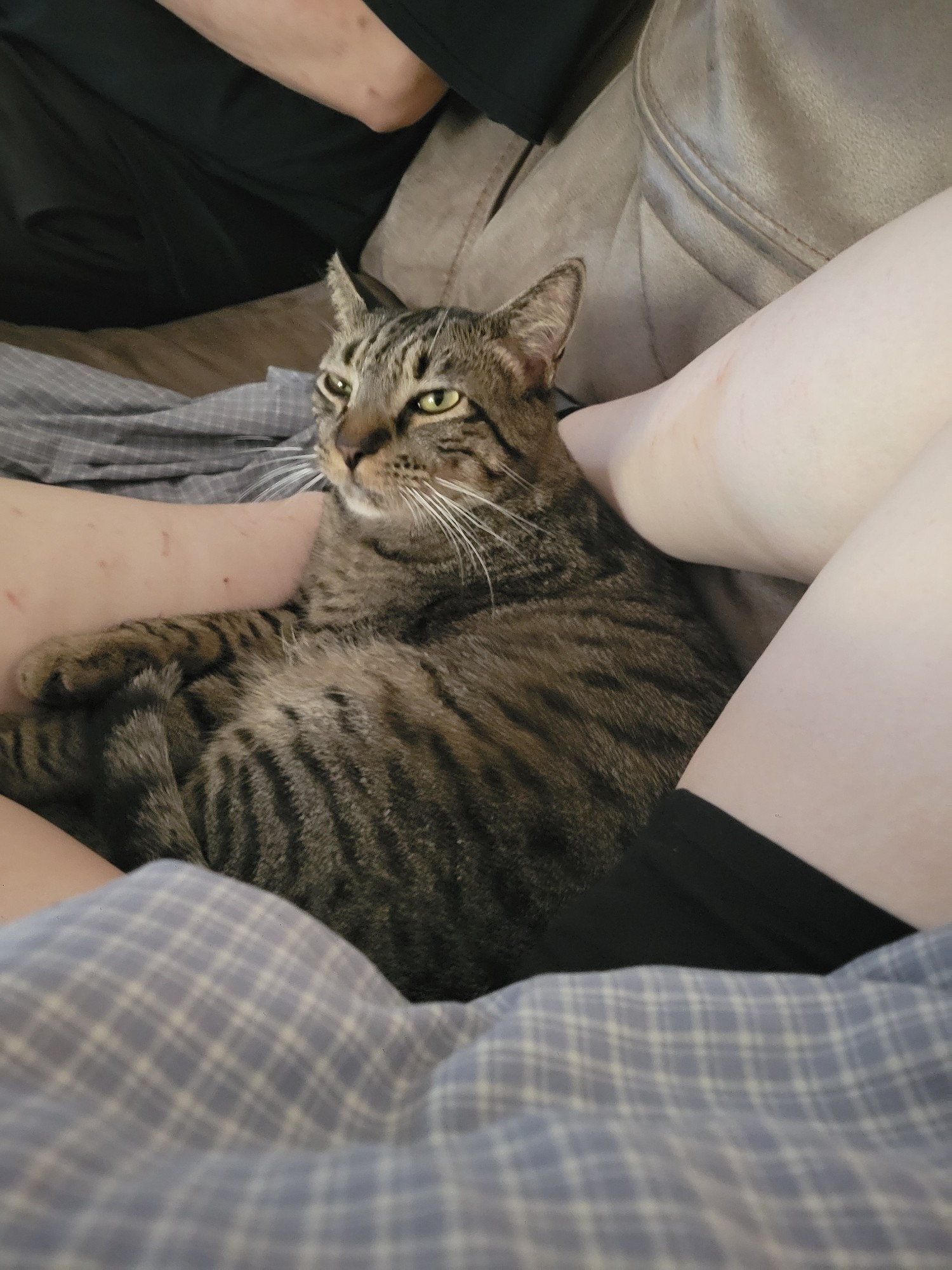 A saucy looking silver tabby cat laying between some pasty white legs on a couch