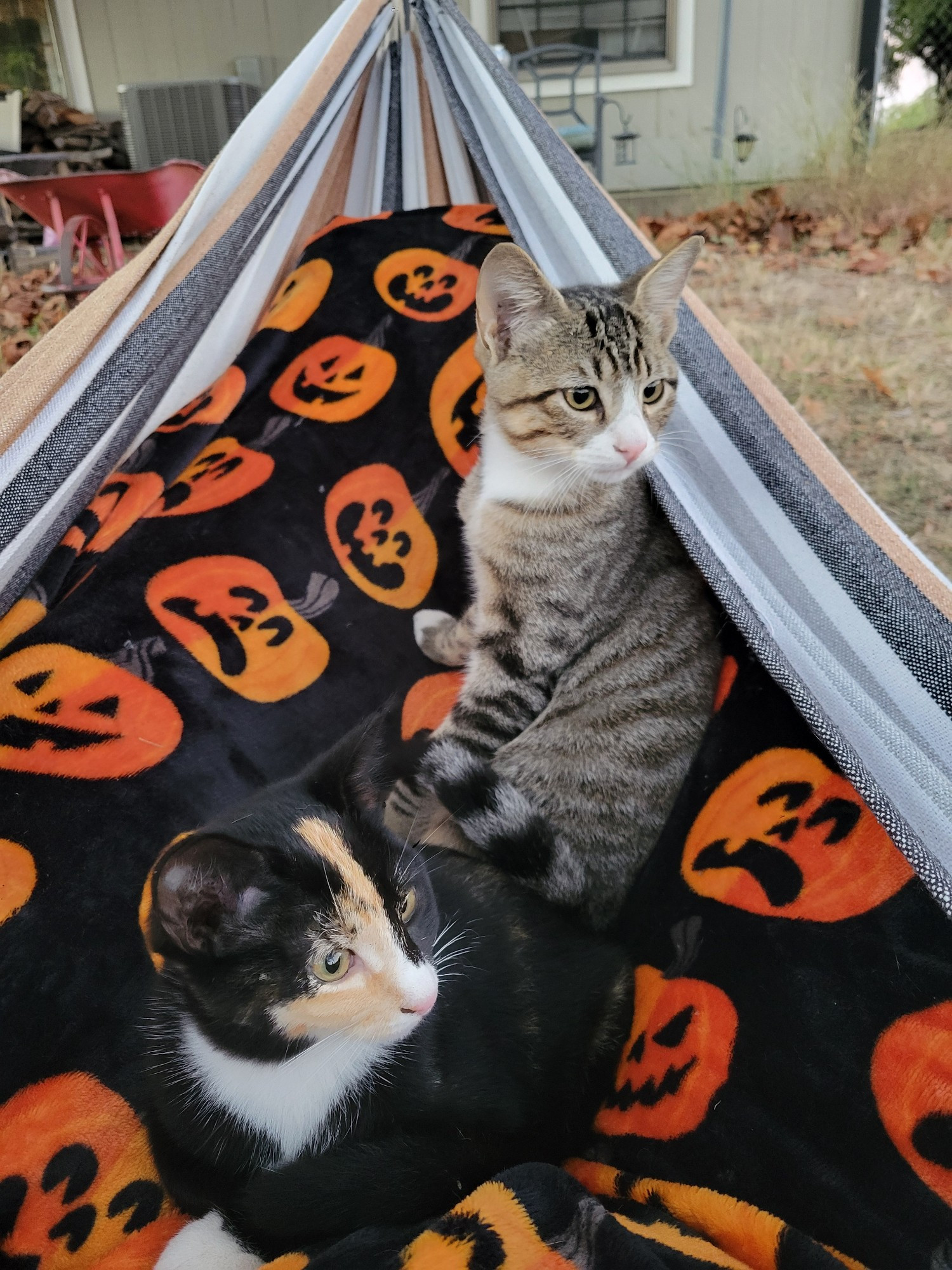 A calico kitten and a silver and white tabby kitten laying on a jack o lantern blanket on a person's legs on a hammock. They are both looking off to the right. 