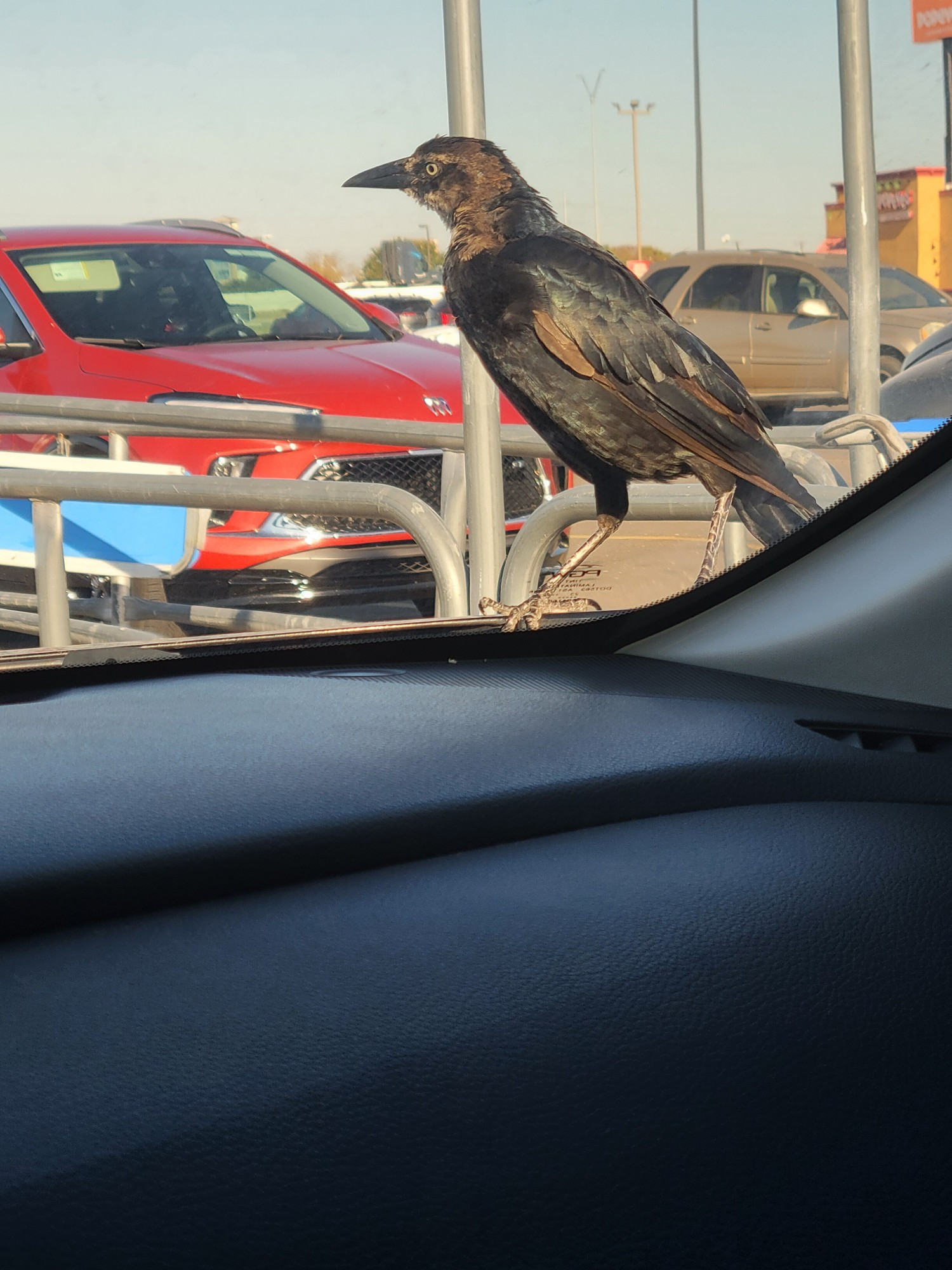 A grackle chilling on the hood of a car after jumping down off the roof