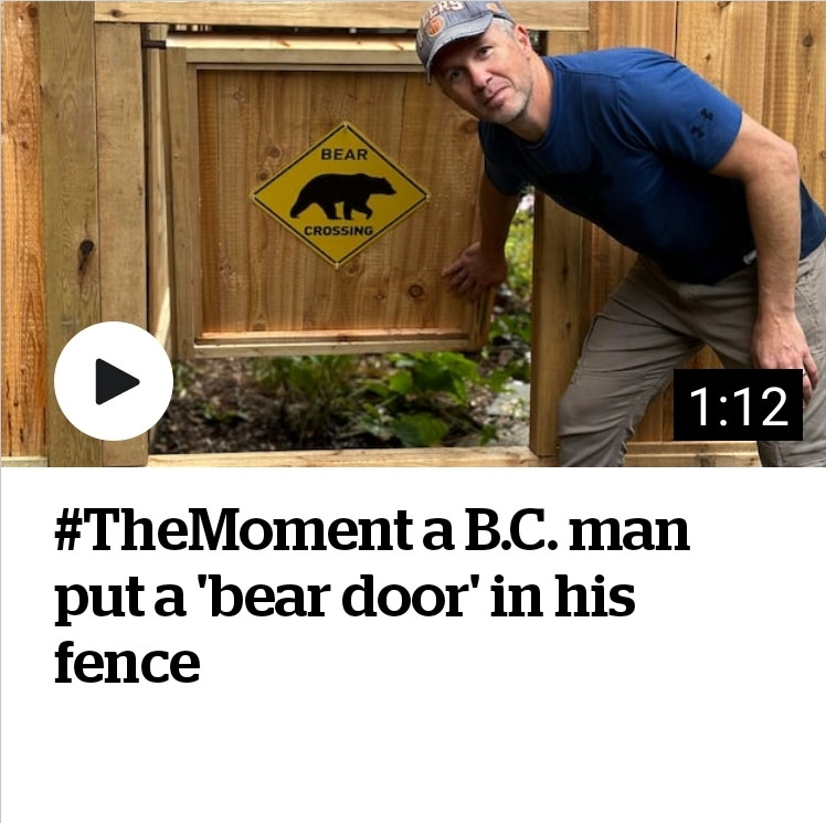 Story - B.C. man builds beard door into fence. Image is a man standing beside a fence that has essentially a giant dog or cat flap built into it, with a yellow sign showing a black image of a bear