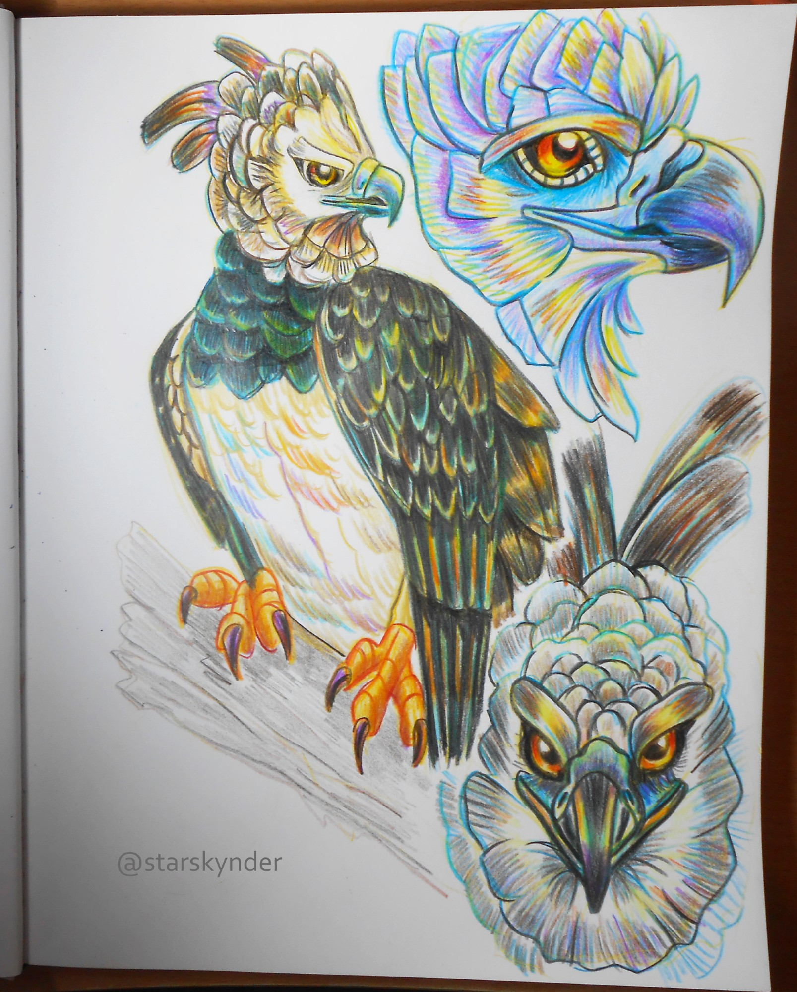 A colored pencil drawing of an harpy eagle on a branch and two face closeup