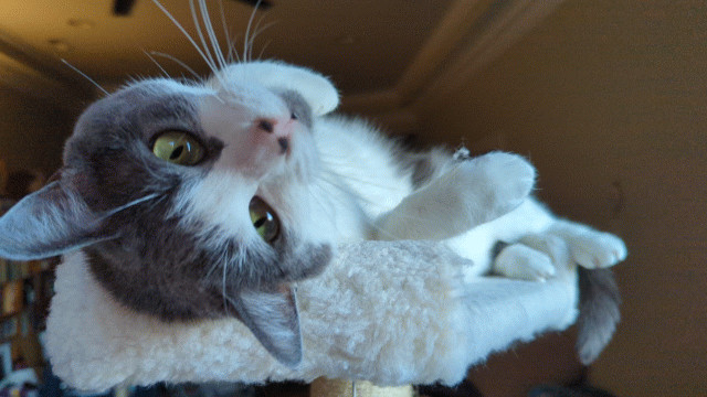 A grey and white cat lays upside-down on the top of a cat tree, pawing toward the viewer.