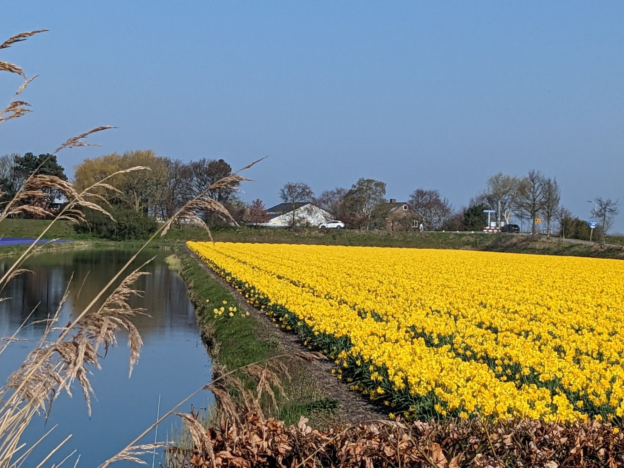 Neben einem Kanal erstreckt sich ein Feld mit blühenden Narzissen. 
Im Hintergrund sind Häuser, der blaue Himmel überspannt alles.