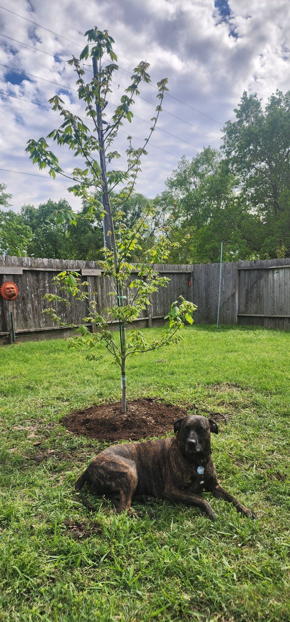 Our dog, Bonnie, sits in front of a Red Maple, recently planted.