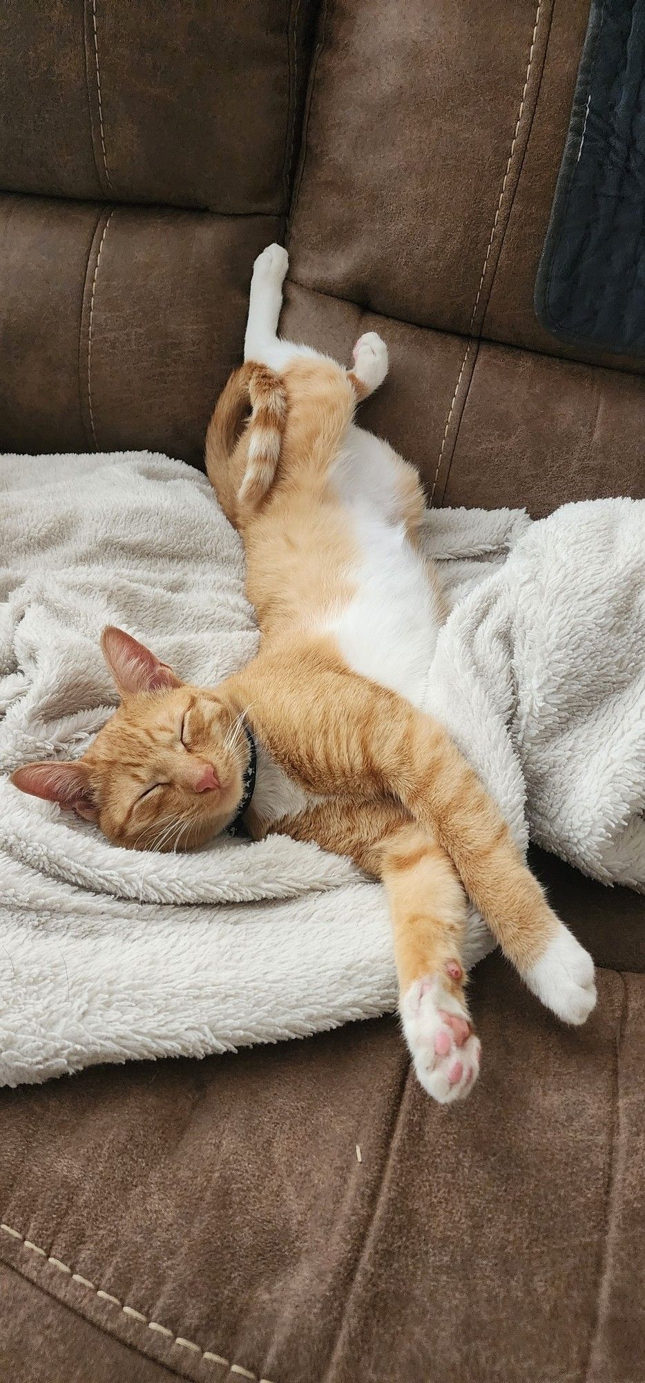 Our orange and white cat, Betty. She is fast asleep, legs somewhat akimbo, on her back.