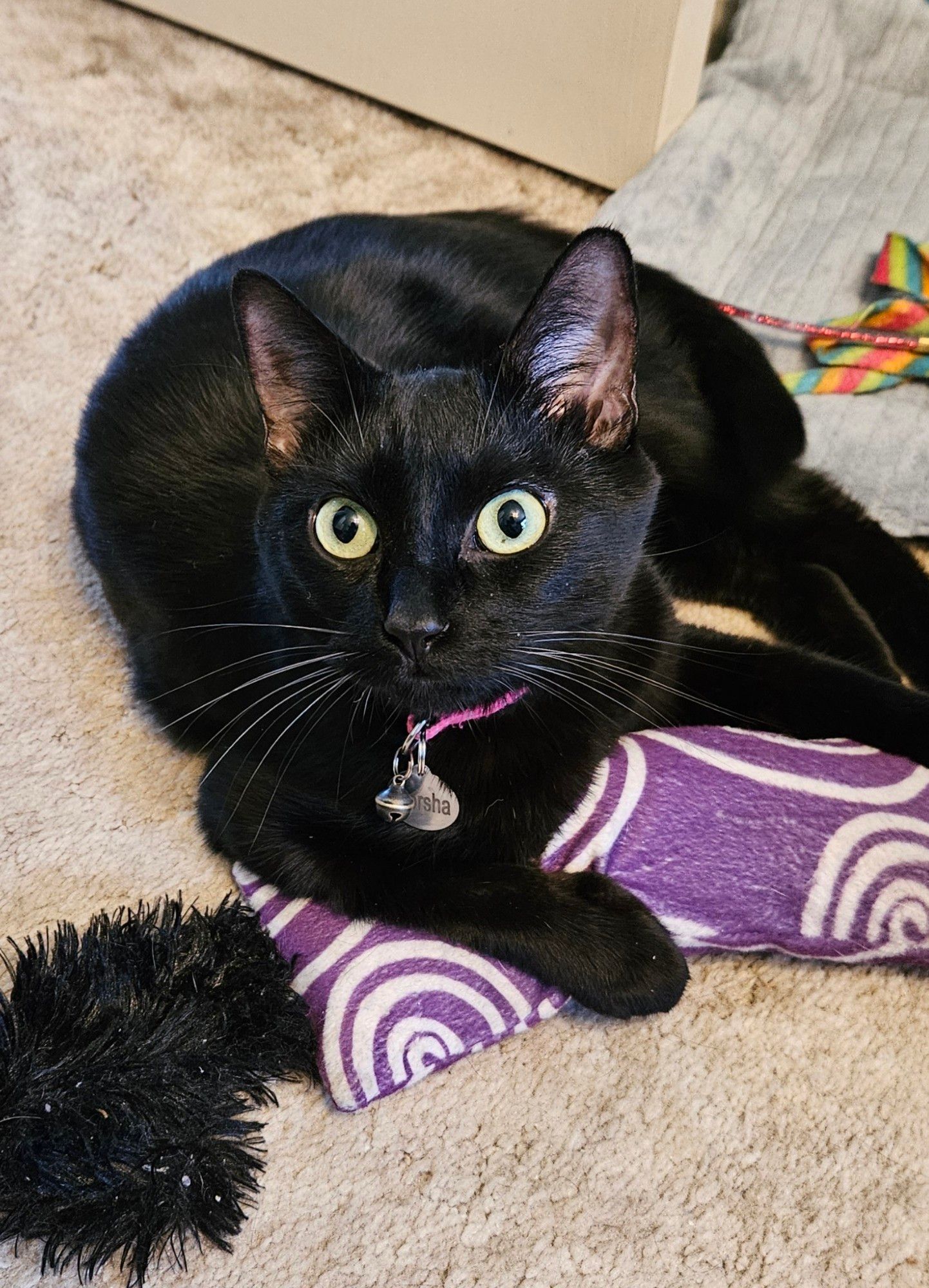 Black cat sitting on a kickeroo toy (stuffed rectangular fabric toy with a fabric tail), looking up at the camera.