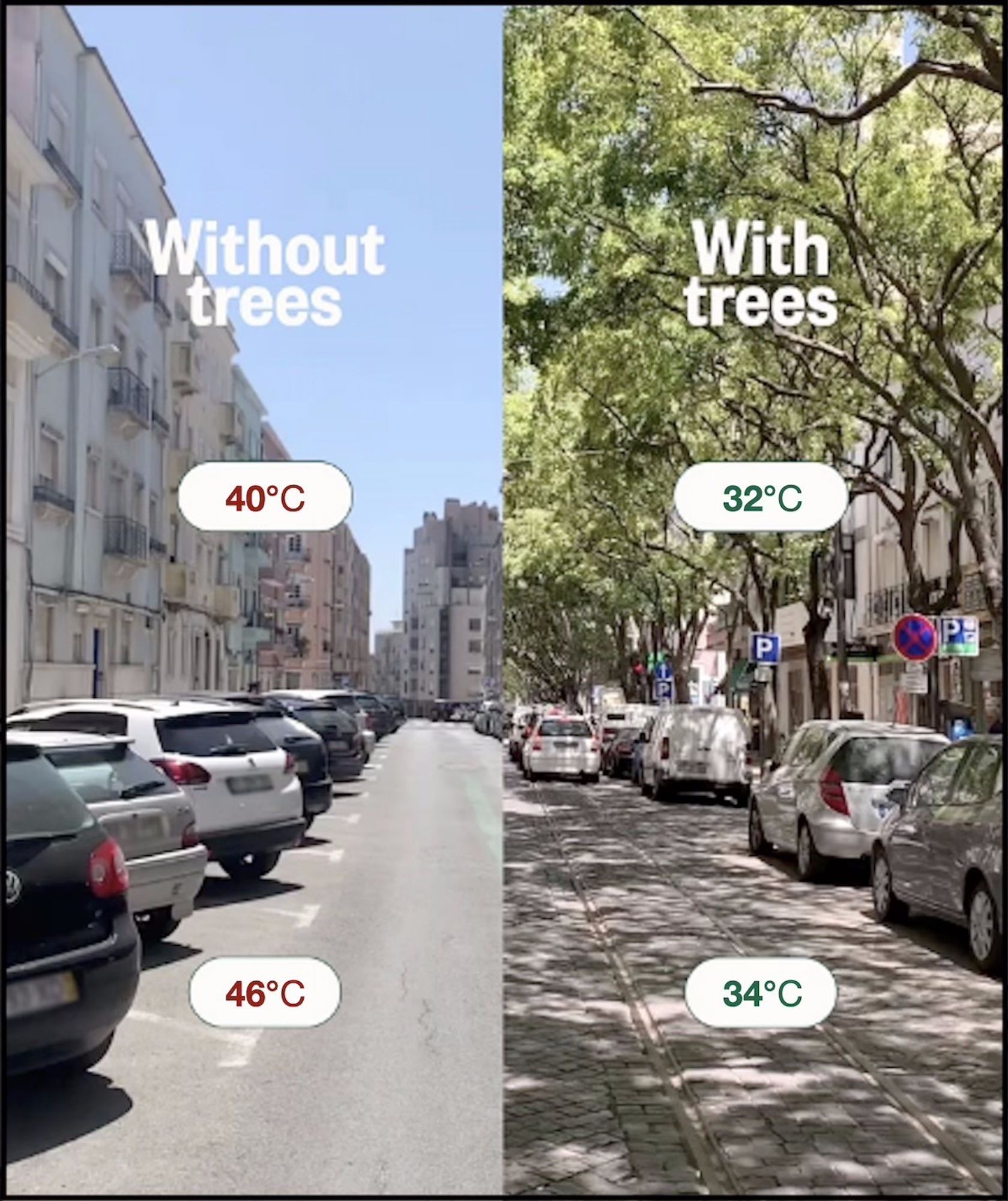 Le strade con alberi sono circa 10 gradi più fresche di quelle senza alberi.