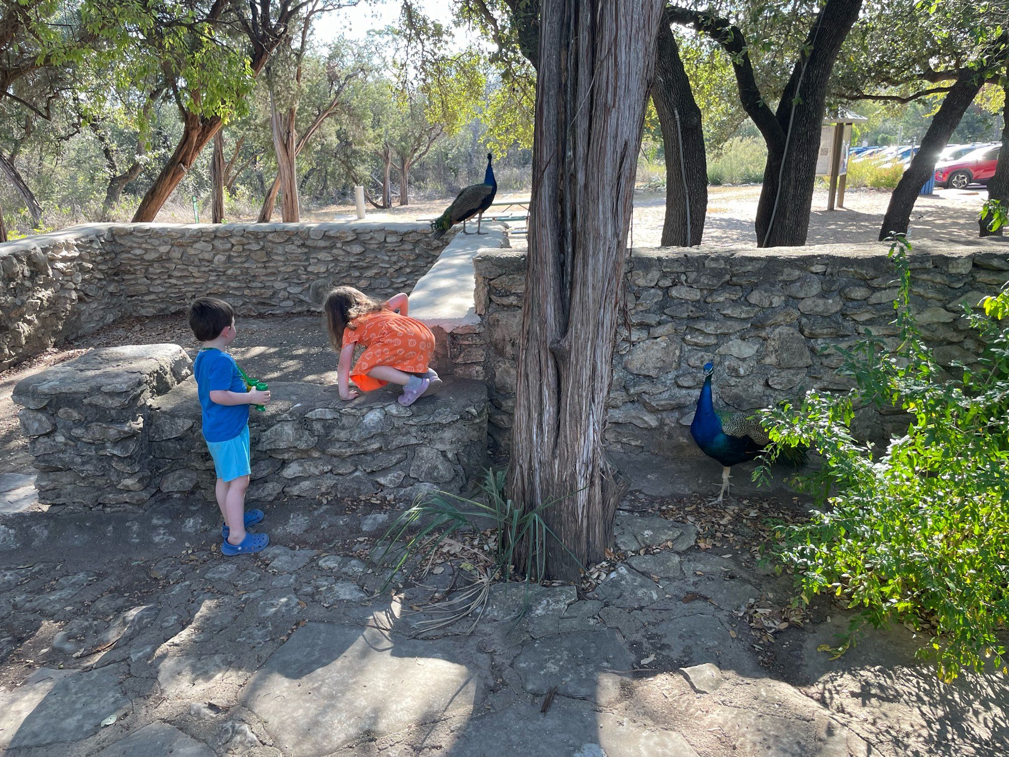 At Mayfield Park, AnnaBeth and Eli watch a peacock, while a peacock watches them.