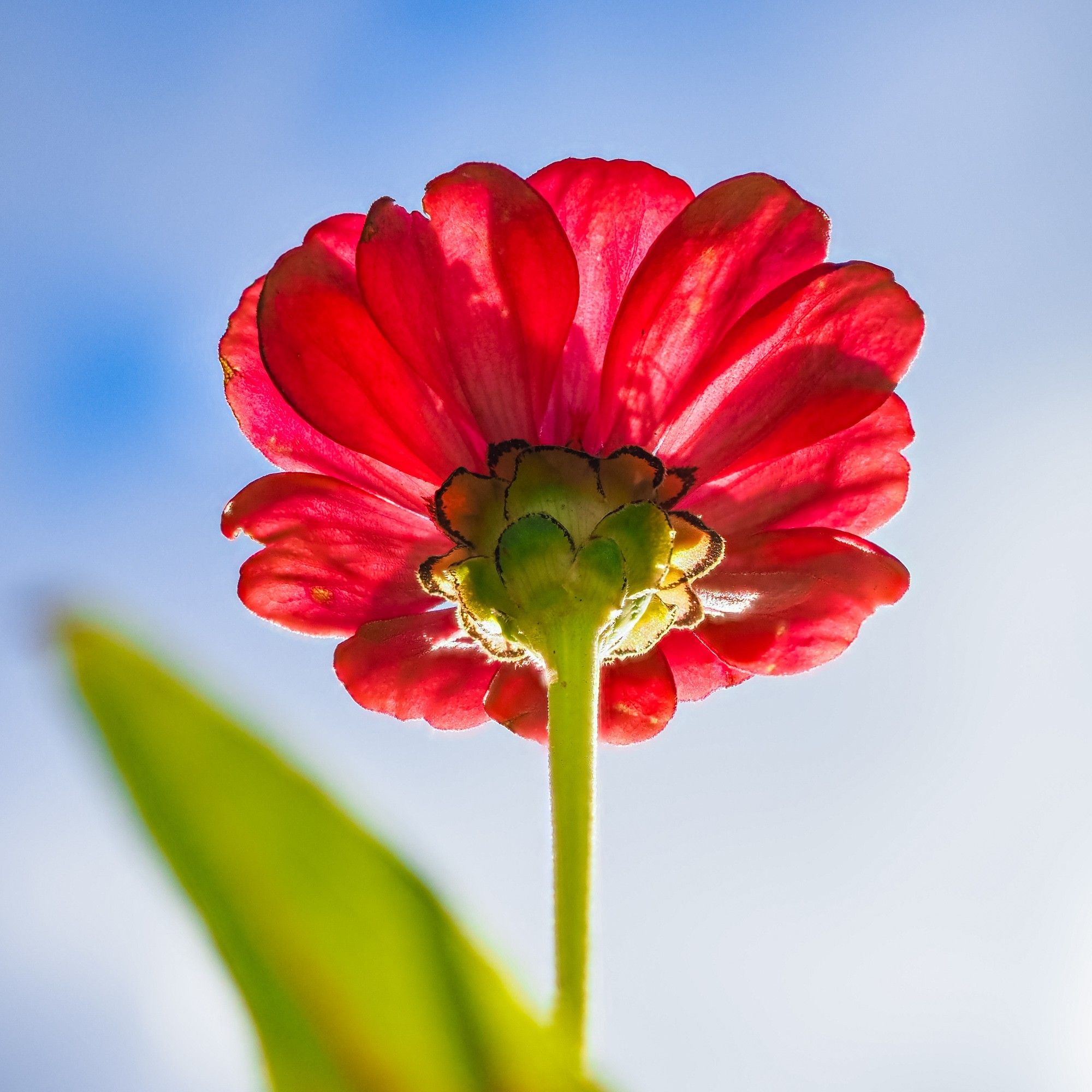 Eine Blume von unten fotografiert. Die Blütenblätter sind rot, der Stängel grün und der Bereich, an dem die Blütenblätter festsitzen hat dunkelbraune Ränder. Ein Blatt im Unschärfebereich ist im unteren Bildbereich zu sehen. Hinter der Blume sieht man Himmel, einen Verlauf von blau nach weiß.