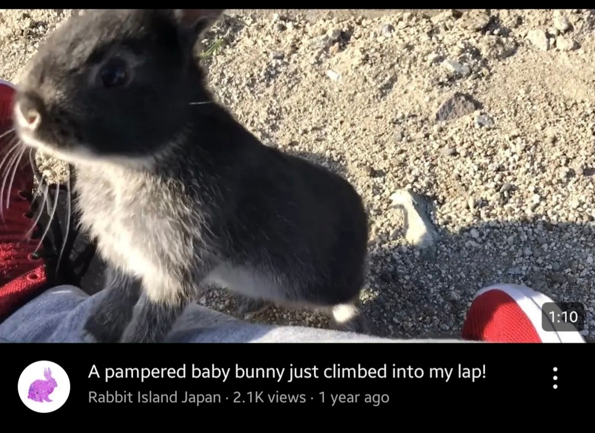 A YouTube thumbnail of a little rabbit and the title reads "a pampered baby bunny just climbed into my lap!"